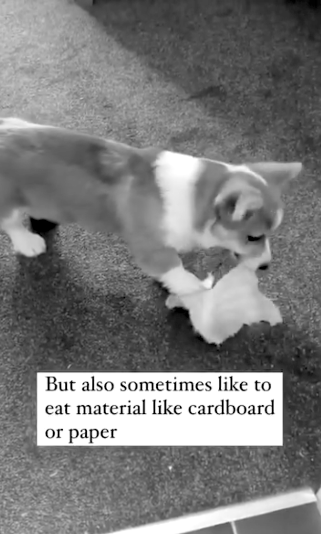 how to stop dog biting