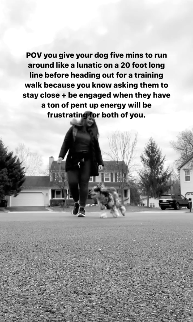 puppy training leash walking