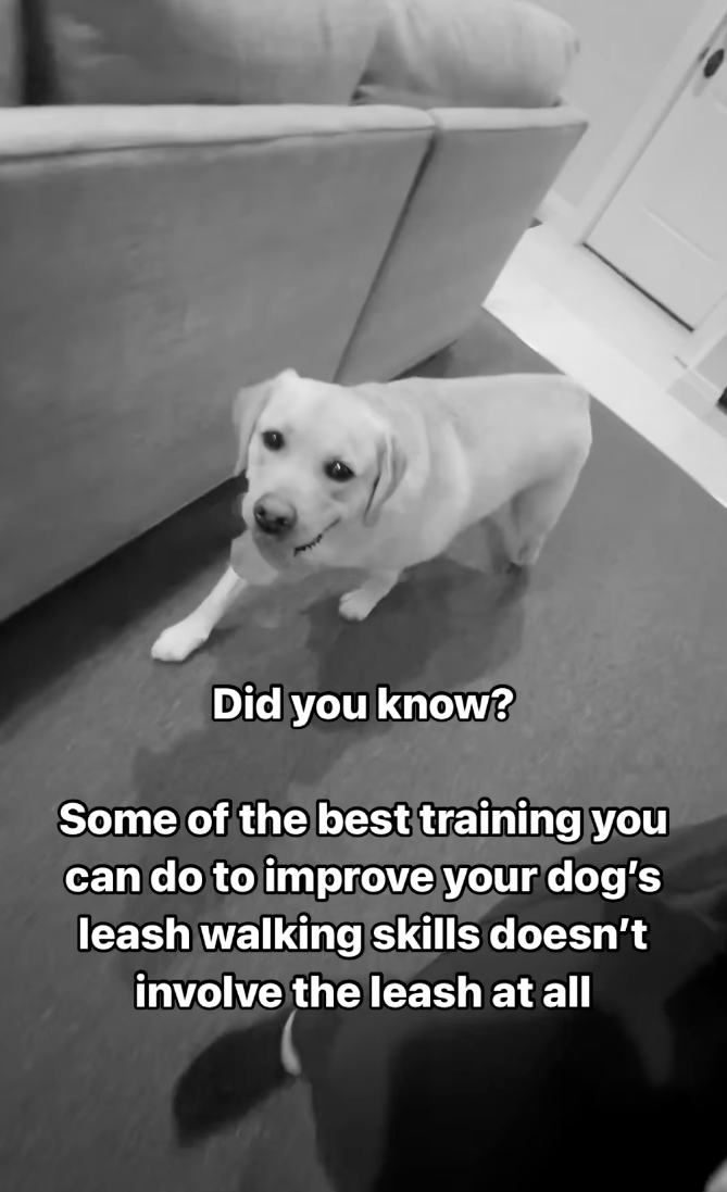 puppy training leash walking