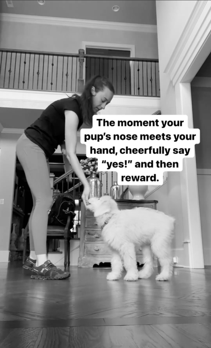 puppy training touch cue