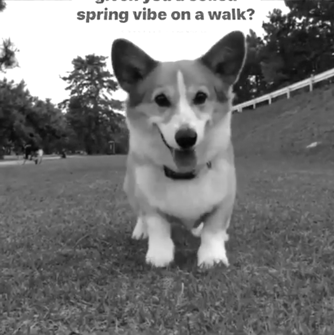 puppy training leash walking