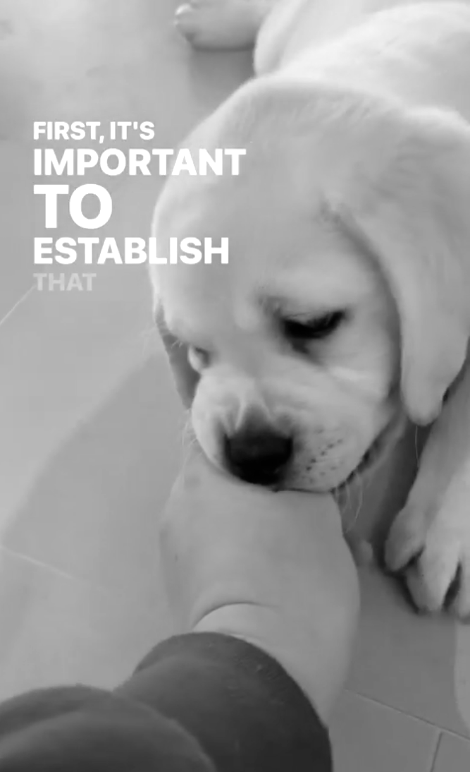 how to stop puppy biting