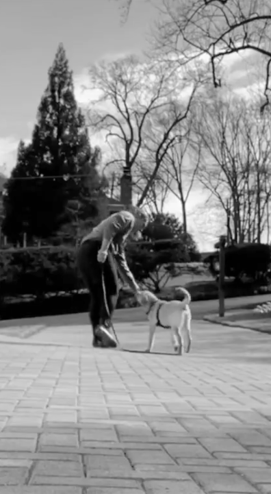 puppy training leash walking