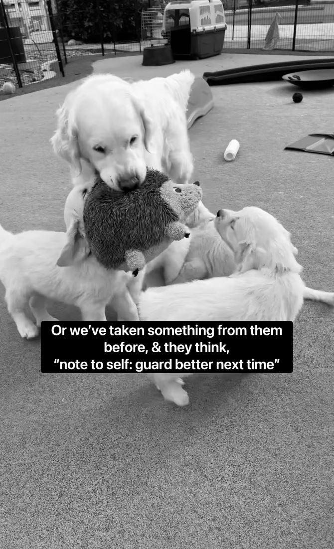 puppy training resource guarding