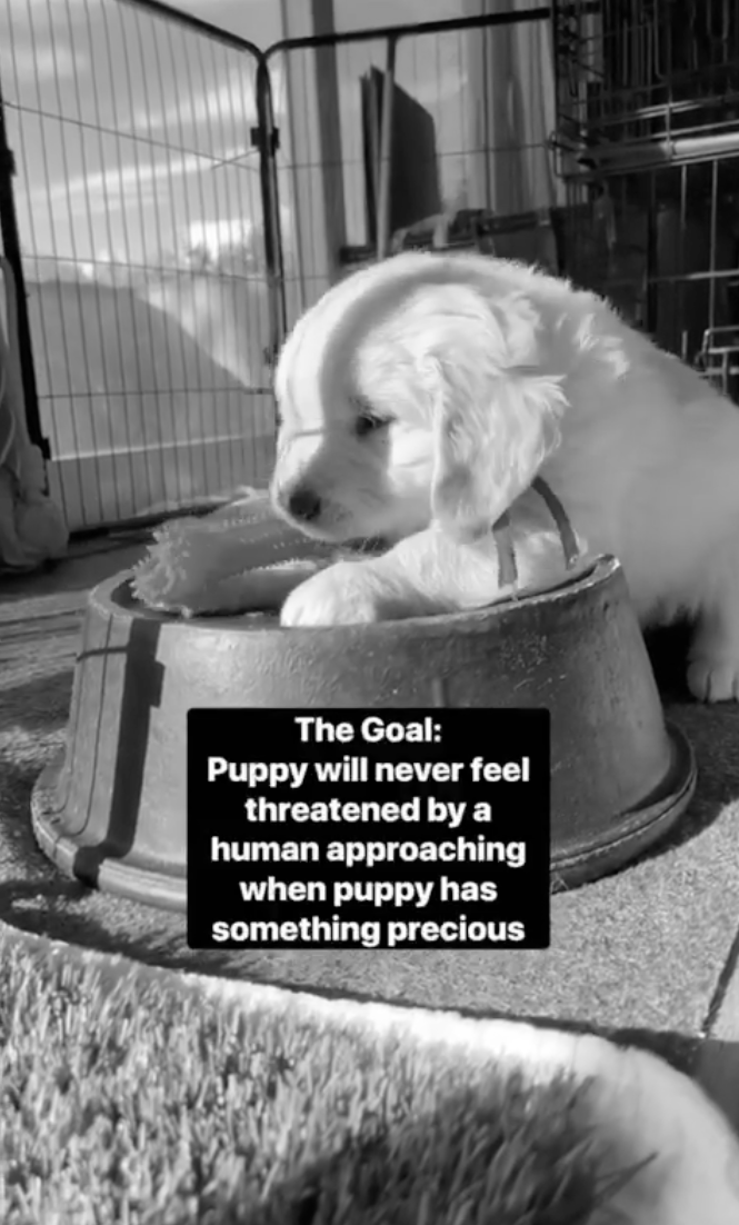 puppy training resource guarding