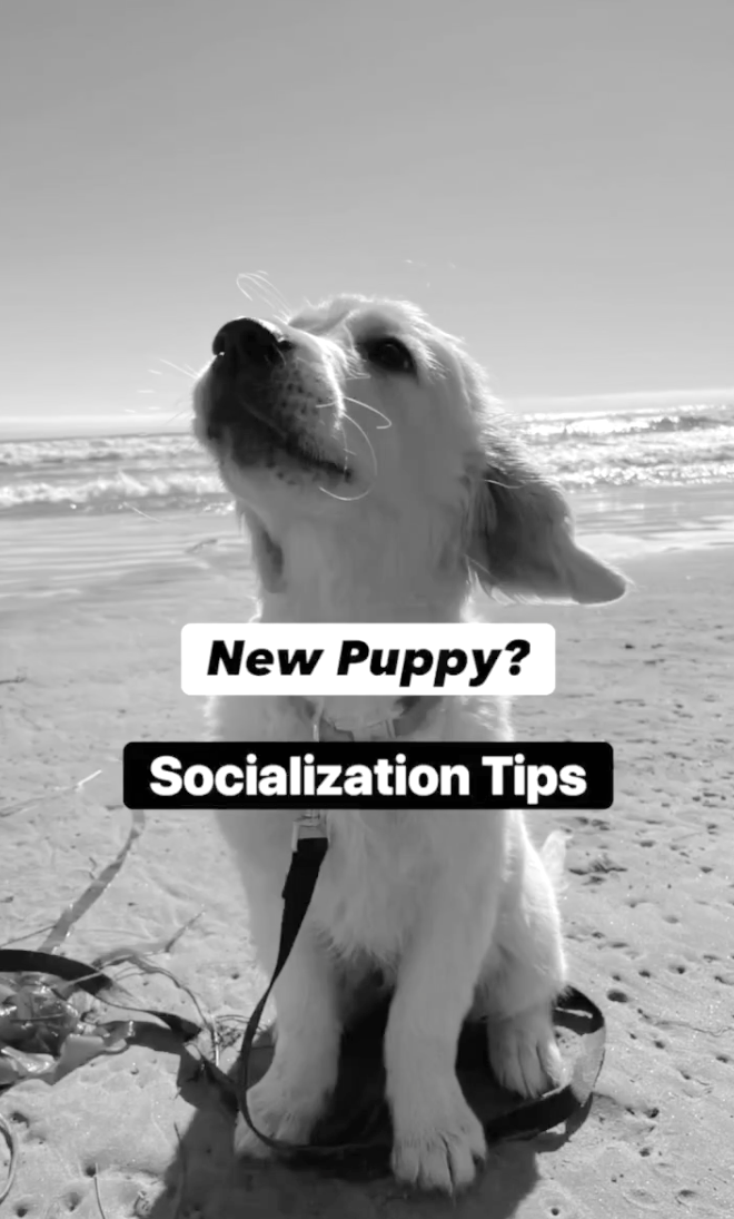 how to safely socialize puppy