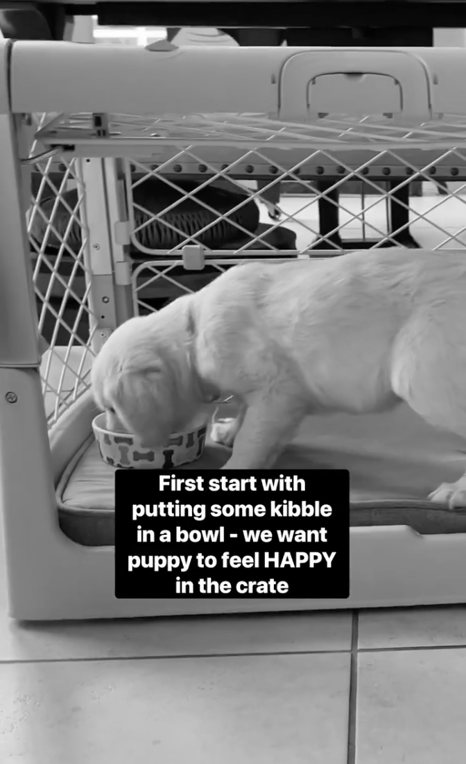 crate training puppy