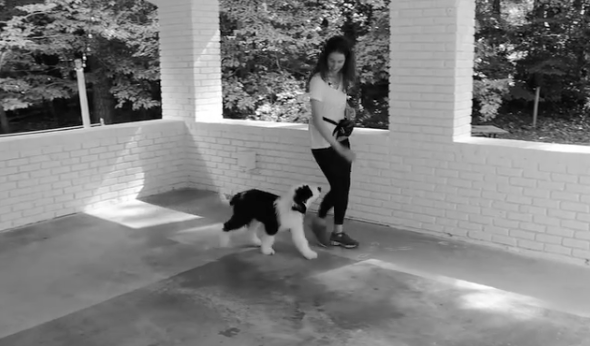 puppy training leash walking