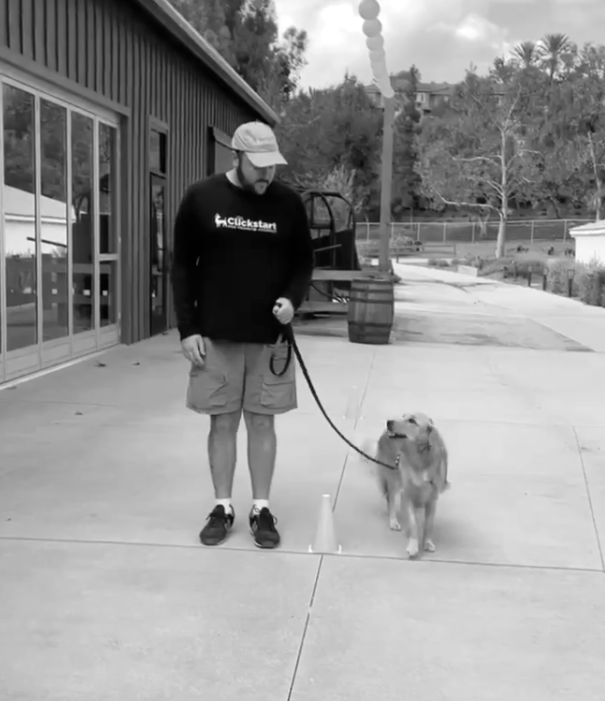 akc good citizen training