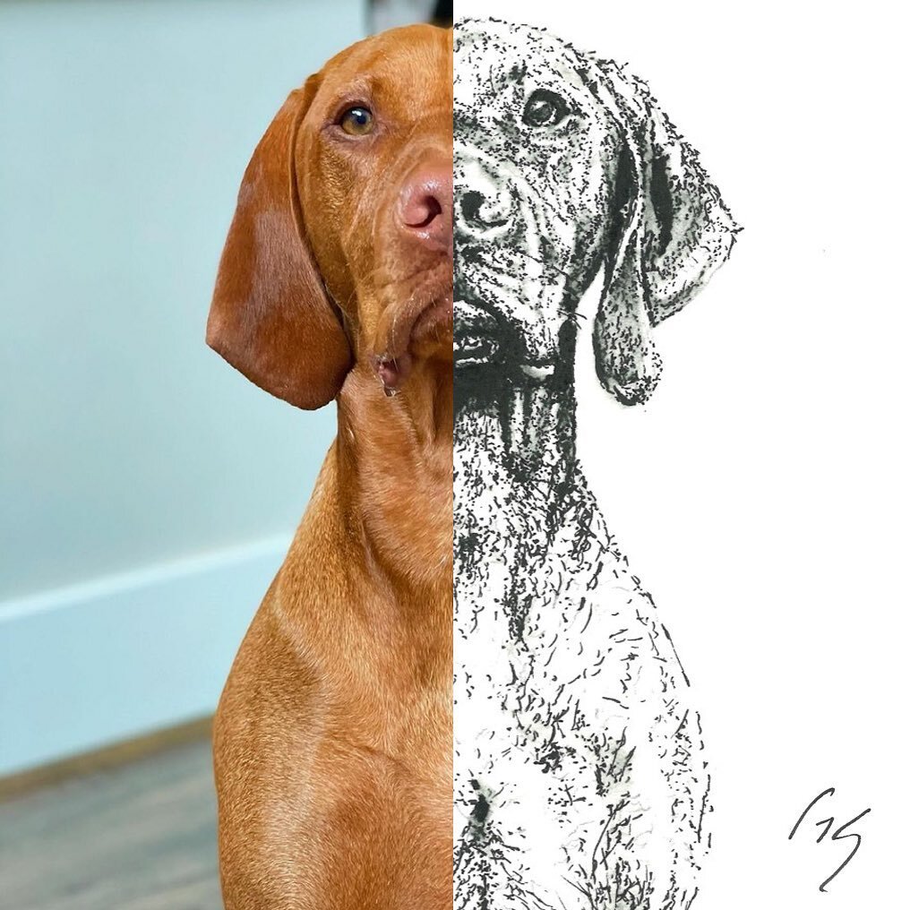 Side by Side / @cash_thevizsla pen &amp; ink 

Curious how my portraits come together? From viewing multiple photos and working with the pet&rsquo;s owner, my goal is to capture the personality of the animal through their eyes.
.
.
.
.
.
#petportrait