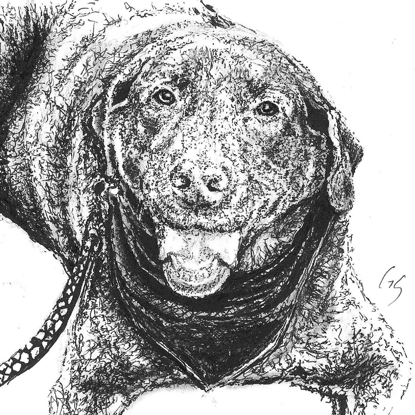 Meet Comet 💫 a 14 year old chocolate lab and my latest commission. 

5&rdquo;x7&rdquo; / pen &amp; ink 
.
.
.
.
.
#petportrait #petportraitartist #penandinkportrait #penandinkpetportrait #chocolatelab #labrador #labradorlove #dogsofinstagram #dogart