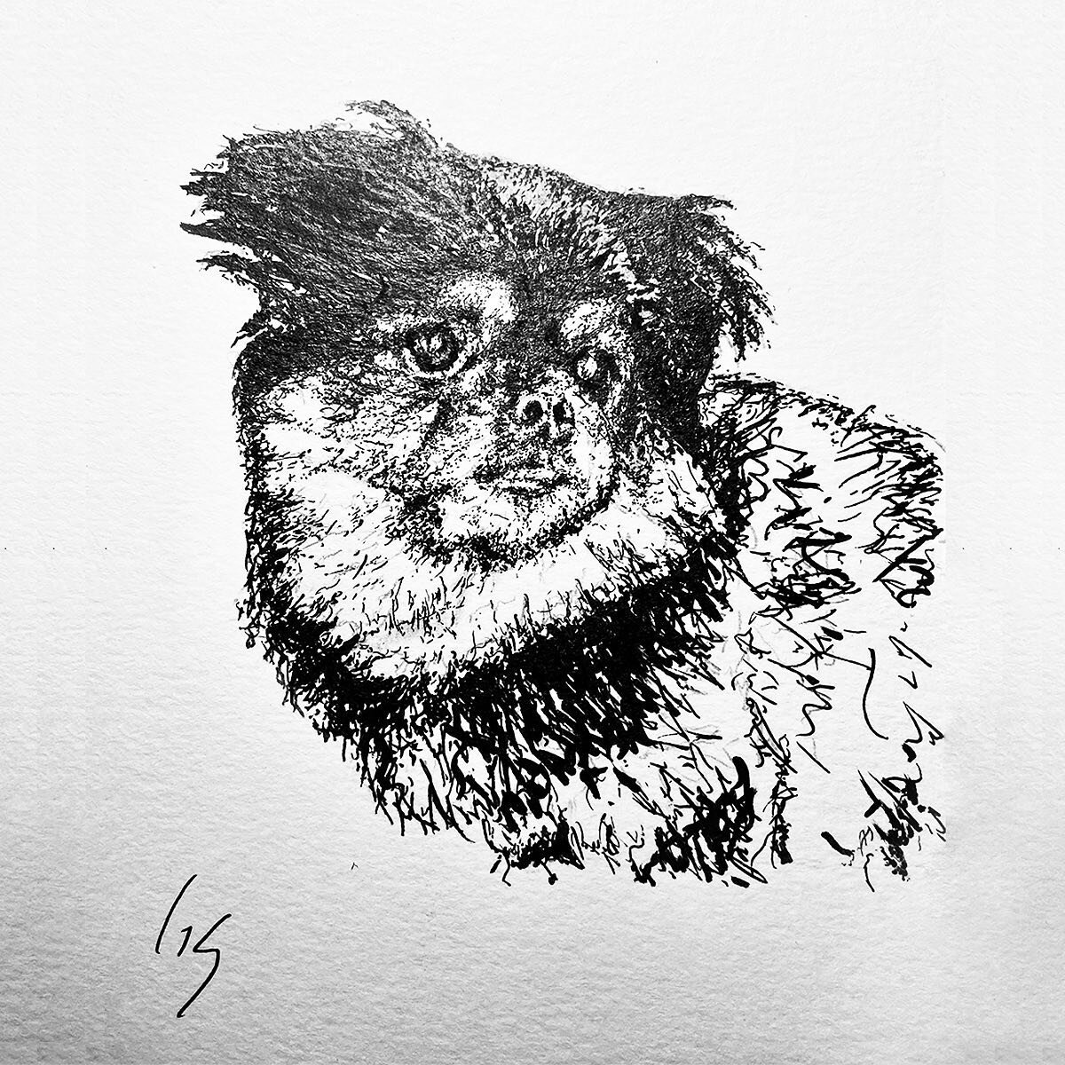 My latest commission /
For memory of the late pup, Katie, this piece was gifted to her owner to celebrate her life. 

Projects like these are rewarding. 

Swipe to see my process and the original photo. 

#penandink #blackandwhite #dogdrawing #pendra