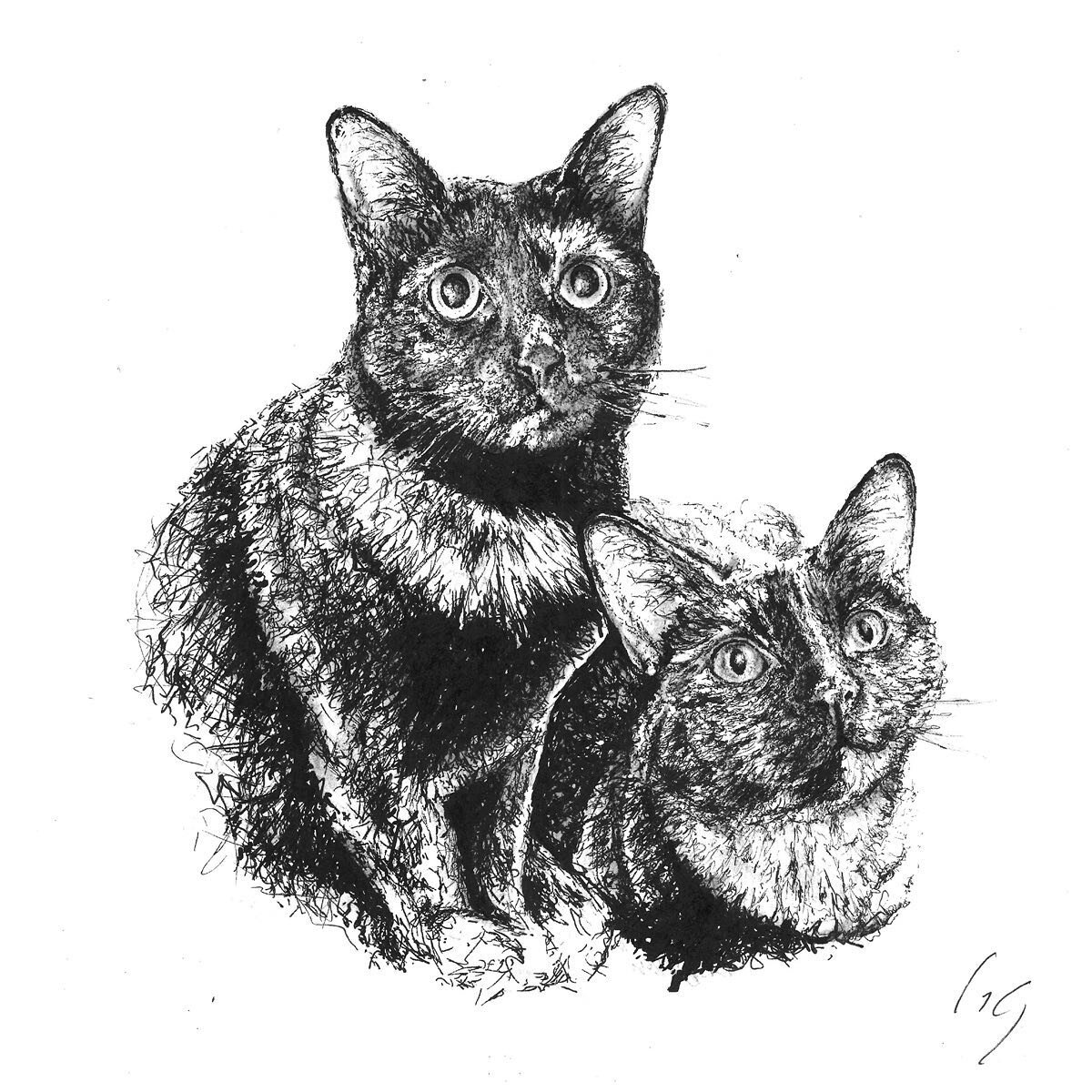 Guess I&rsquo;m a cat person now. 😸
Mia and Maya / 9&rdquo;x12&rdquo; / pen &amp; ink

Especially enjoyed this process&mdash;first of many cat portraits, I hope, thanks to @bmckeeby Enjoy your custom piece! 

#blackandwhite #penandink #catsofinstagr