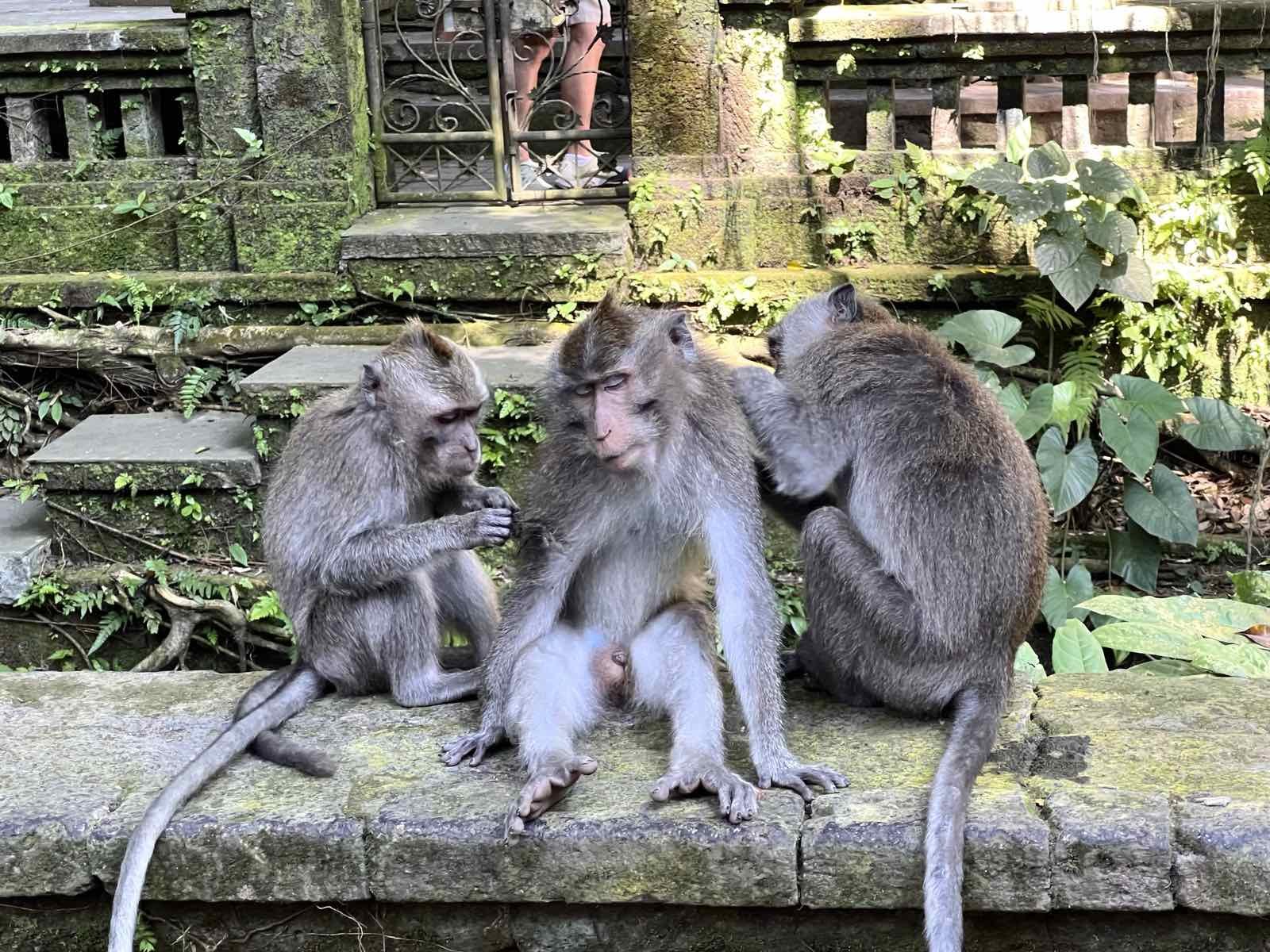 Sasha Temerte Monkeys.jpg