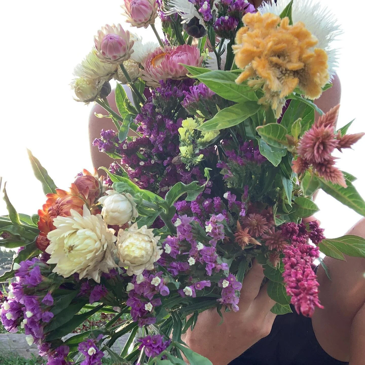 Thursday AM harvest for stand. Cut, strip leaves, let sit in cool water. Tomorrow build bouquets. 🙌🏼🧡