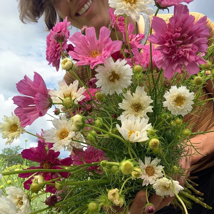 I love these double click cosmos. Kyla @oxboworchardohio told me about them a few years back... they are such sweet little puffs.