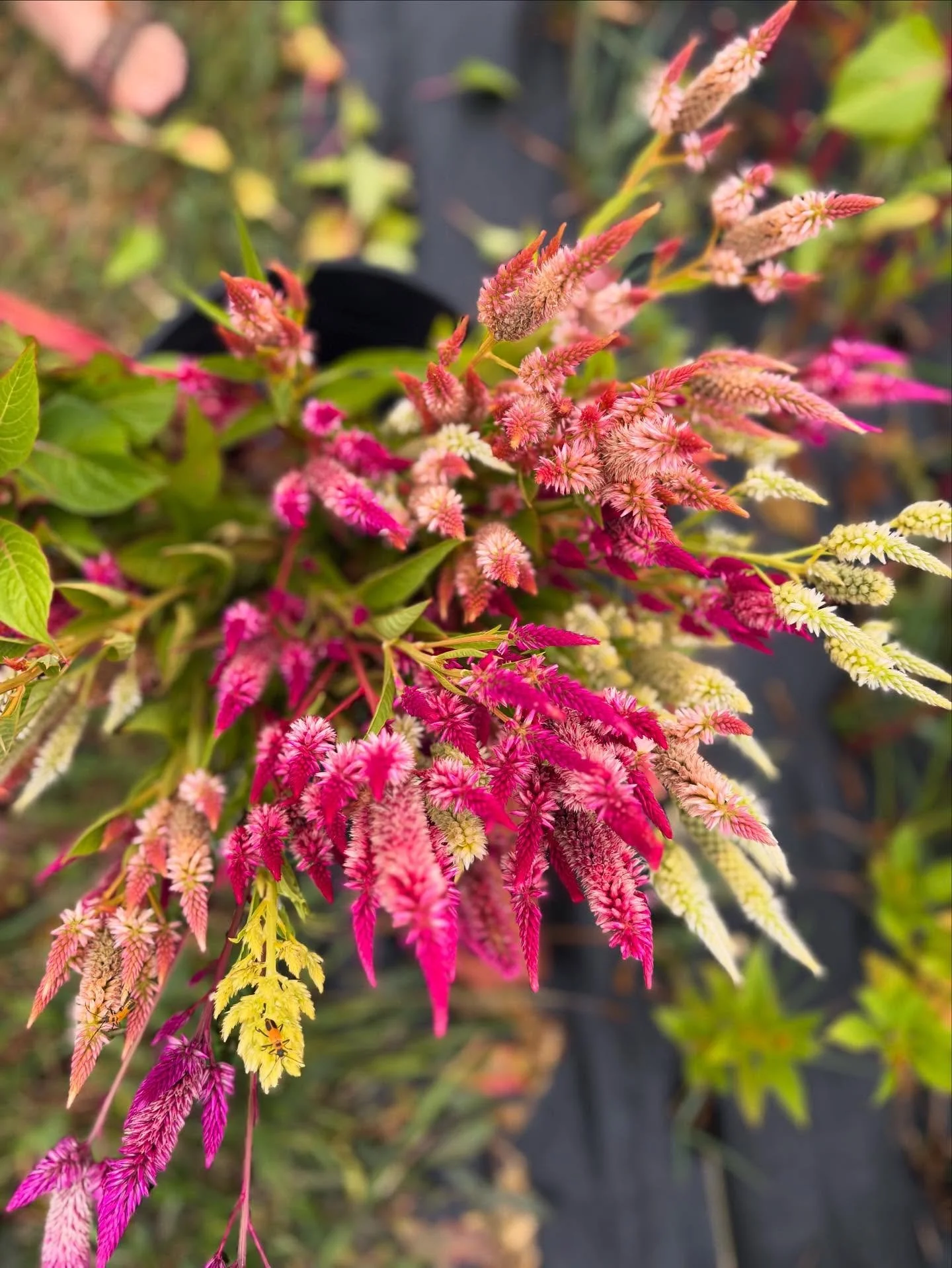 The garden is slowing down&hellip; Only a few more stand dates before we are done for the season.
come out tonight for some local blooms!  5pm