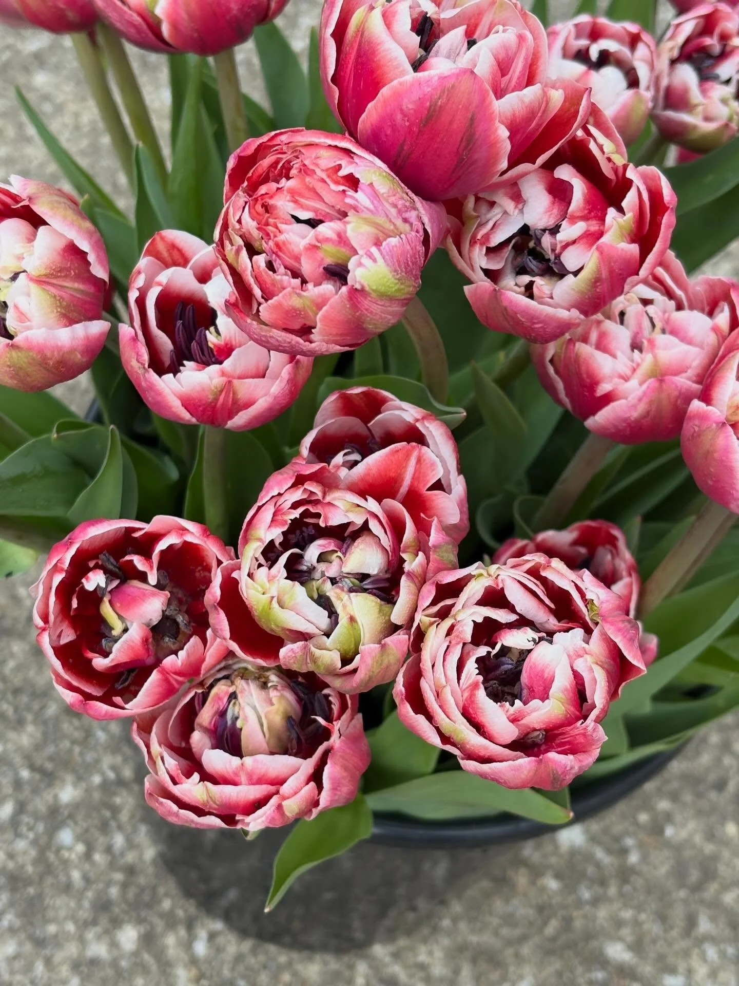 Pop-up stand sale!!!
Friday- Saturday- Sunday!

We&rsquo;ve got tulips!! 😍🌷 🤤
Come grab a bunch! The stand will be stocked starting at 1pm today (Friday) until sold out! 

Stand is located at the green shed at STVM school garden. Venmo payments on