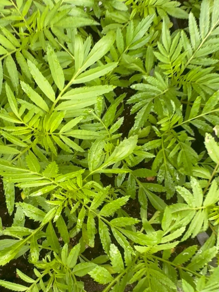One week until our natural dye demo at @crownpointecology We will be there with our mobile dye set up to show you the process! 
Marigolds seedlings for sale- this is the year to start your own dye garden! 
All ages, family friendly event. Dye a banda