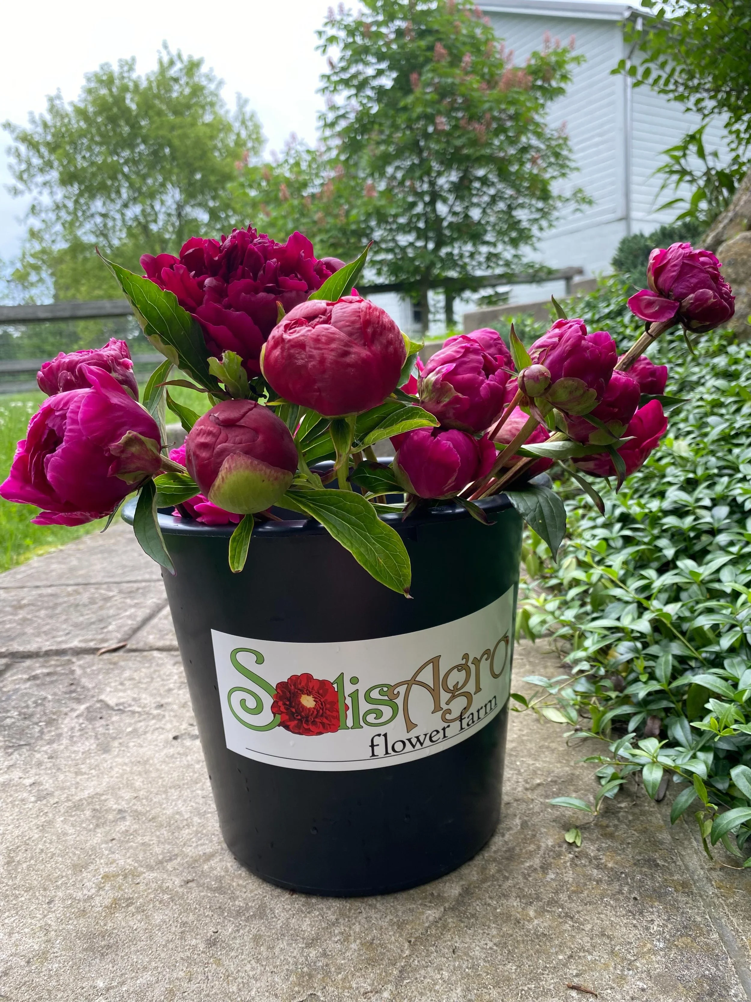 **POP UP SALE at our stand Friday 4-9pm, Saturday 9am- sold out!!**
We&rsquo;ve got PEONIES!!! Come grab a mixed bouquet featuring peonies from @solisagro_flowerfarm 😍💕🥹
These beauties are incredible and we feel so lucky to have them alongside our