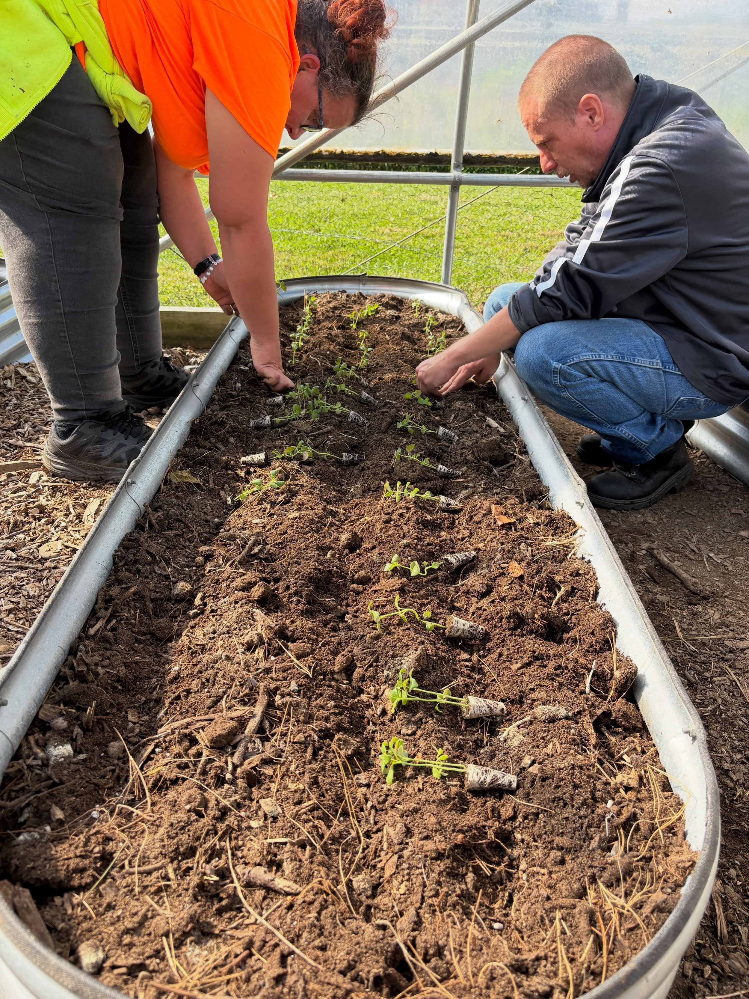 2027 spring crops are going in the hoop now and we are still enjoying the fall harvest. Beautiful lettuce for @oldtrailschool students and a bounty for our workers to take home, too!