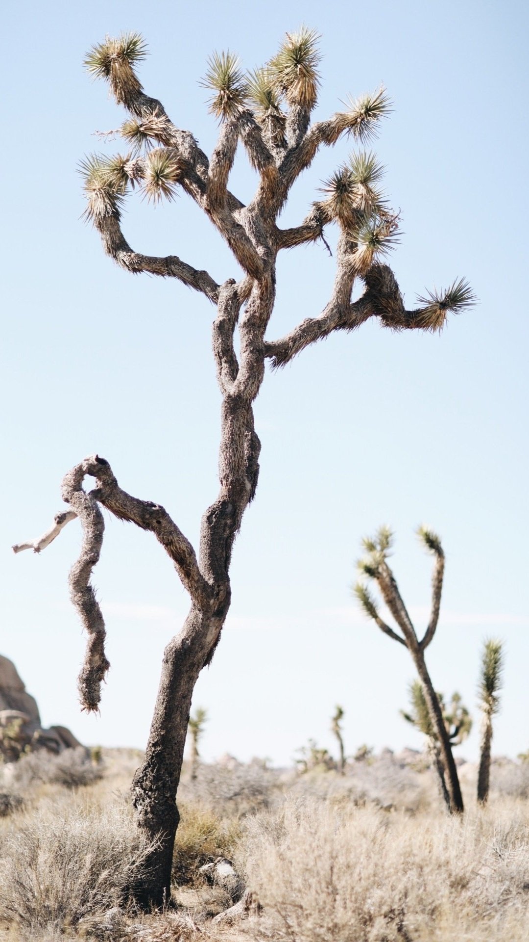 joshua+tree+-+katie+ann.jpg