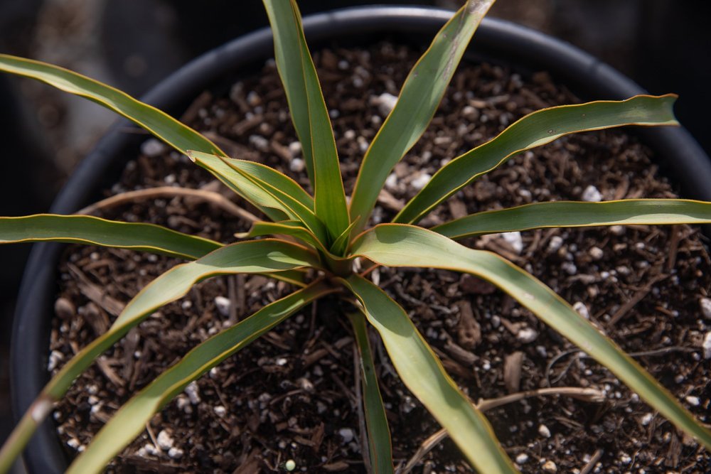 Best HD Pictures about  Twisted Leaf Yucca  with No AI Images
