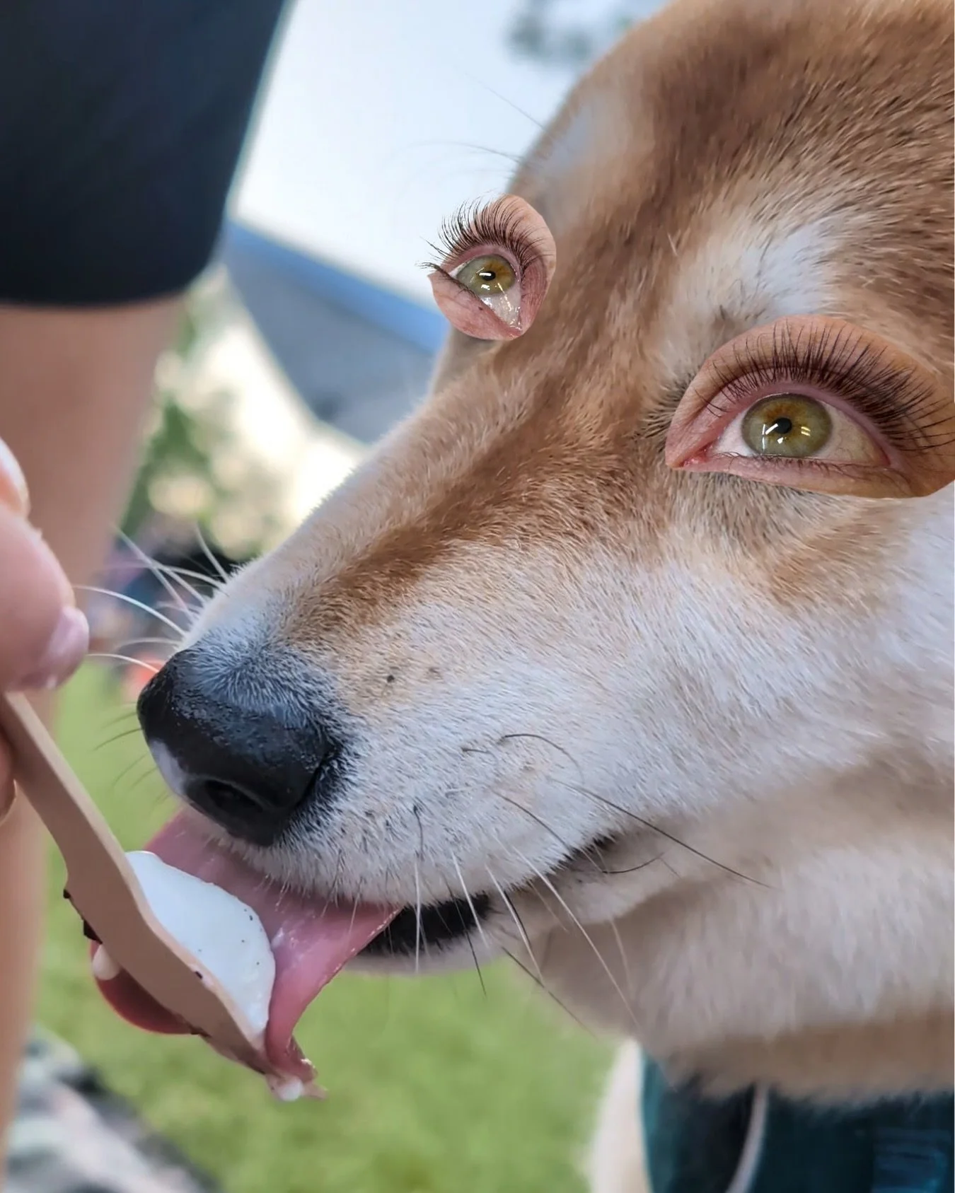Graphic design is my passion 🌈

I saw a trend where lash artists were inputting their work into pictures of animals and I had to do it. Here&rsquo;s my Nagi with his new beautiful lashes. 

For more information including booking, please refer to the