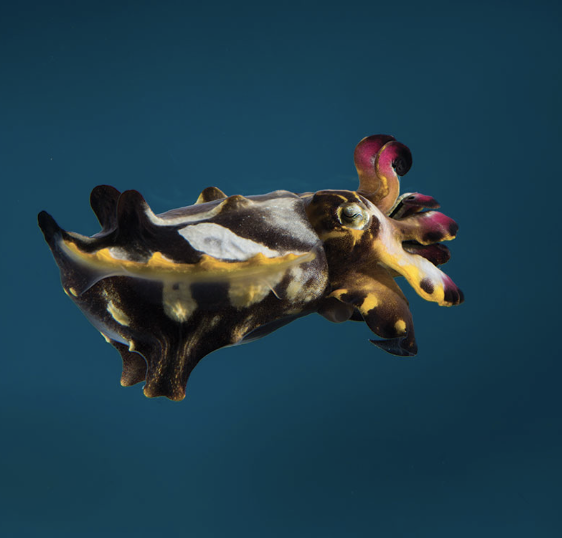 Screenshot 2024-01-30 at 5.23.17 PM.png