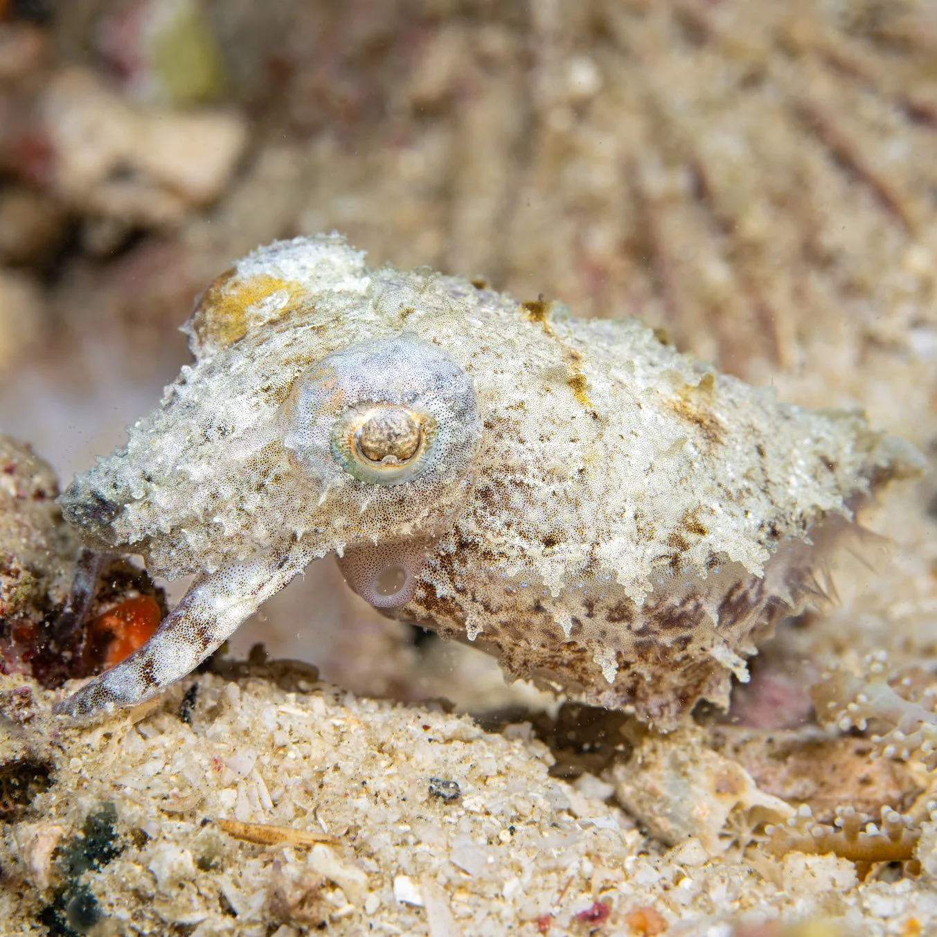 20241113_Proj_Cuttlefish_D3_DSC0571-Edit_square.jpg