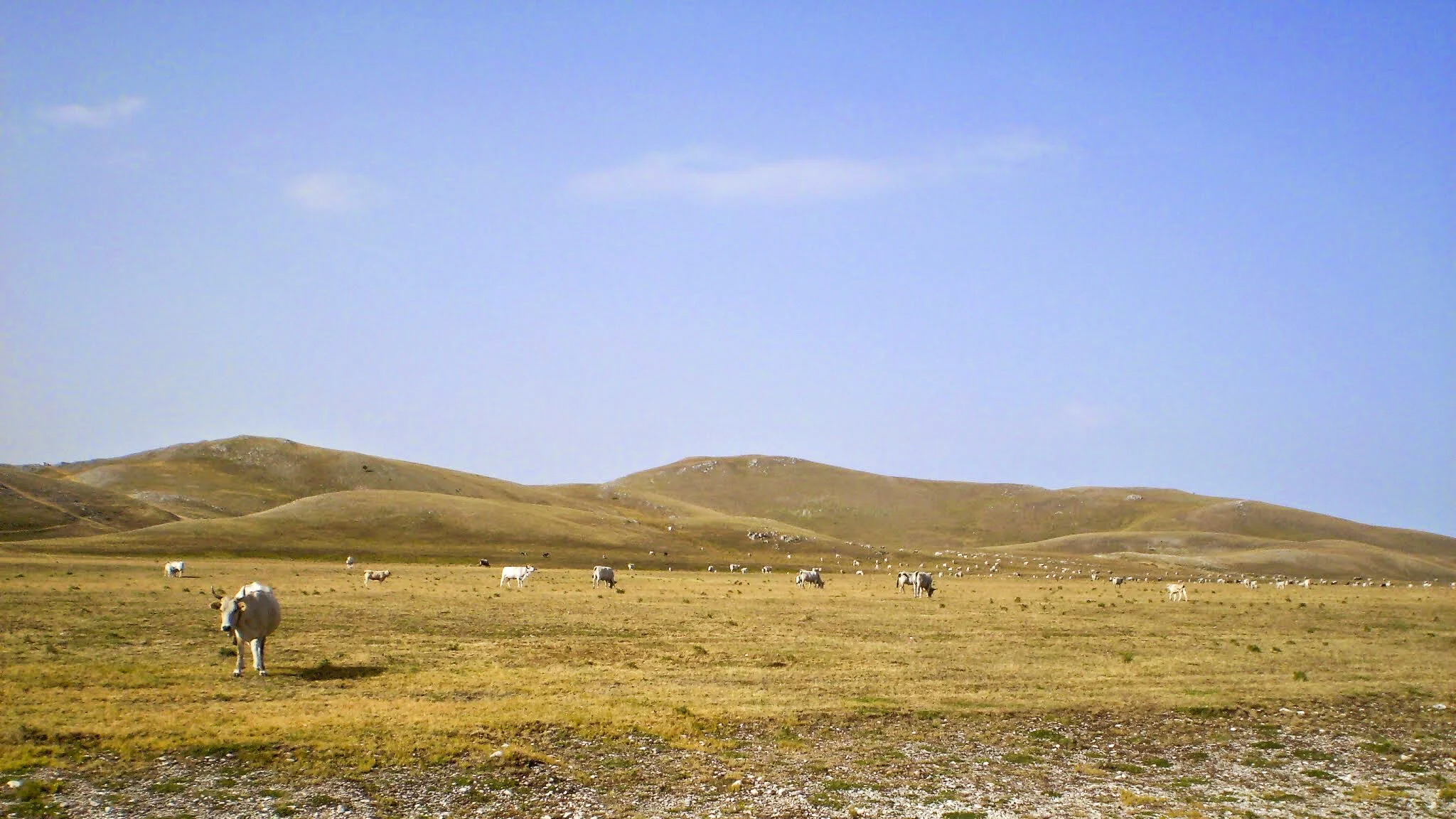 ilMagnicifo-121.jpg