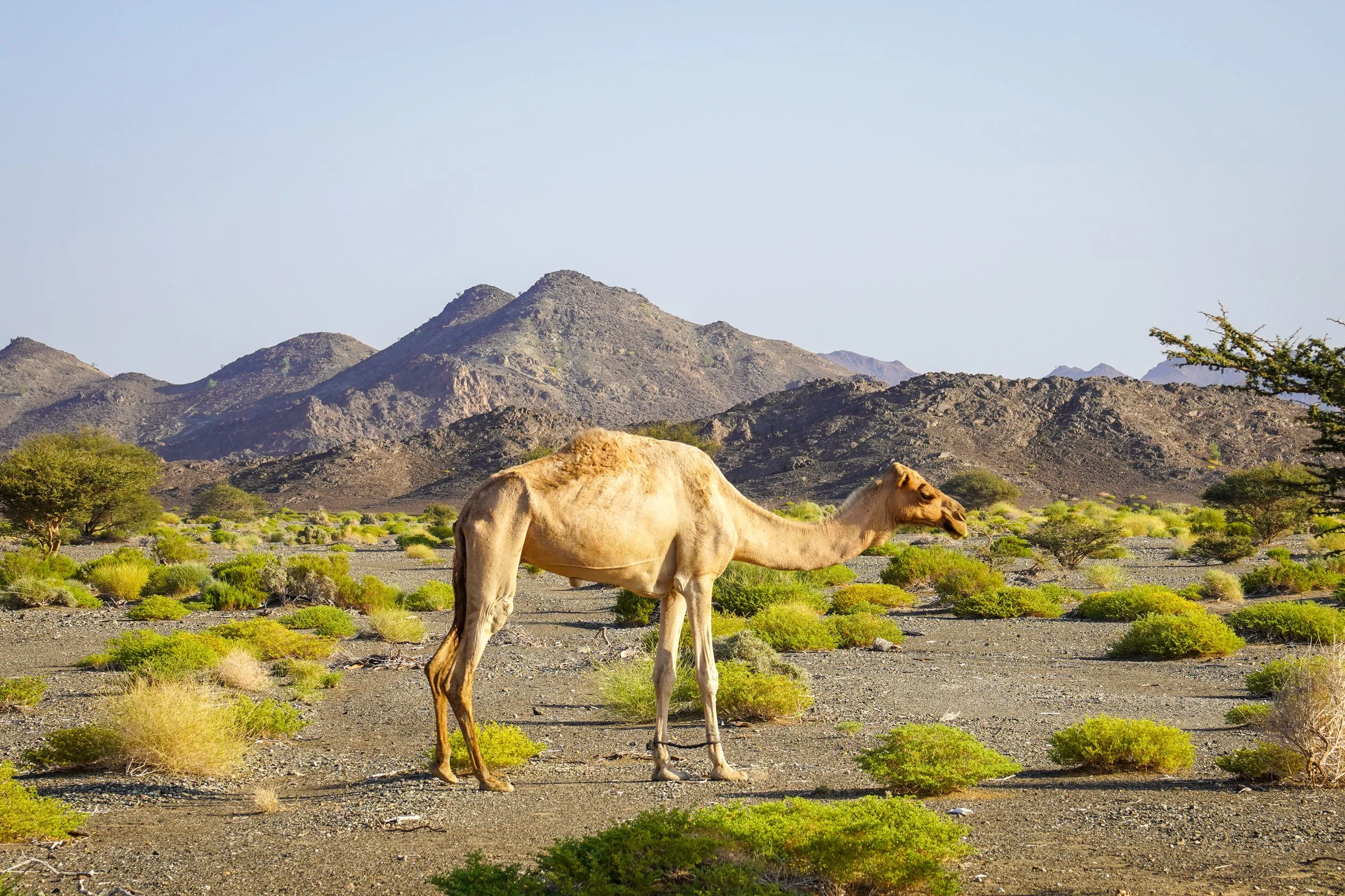 Oman-339.jpg