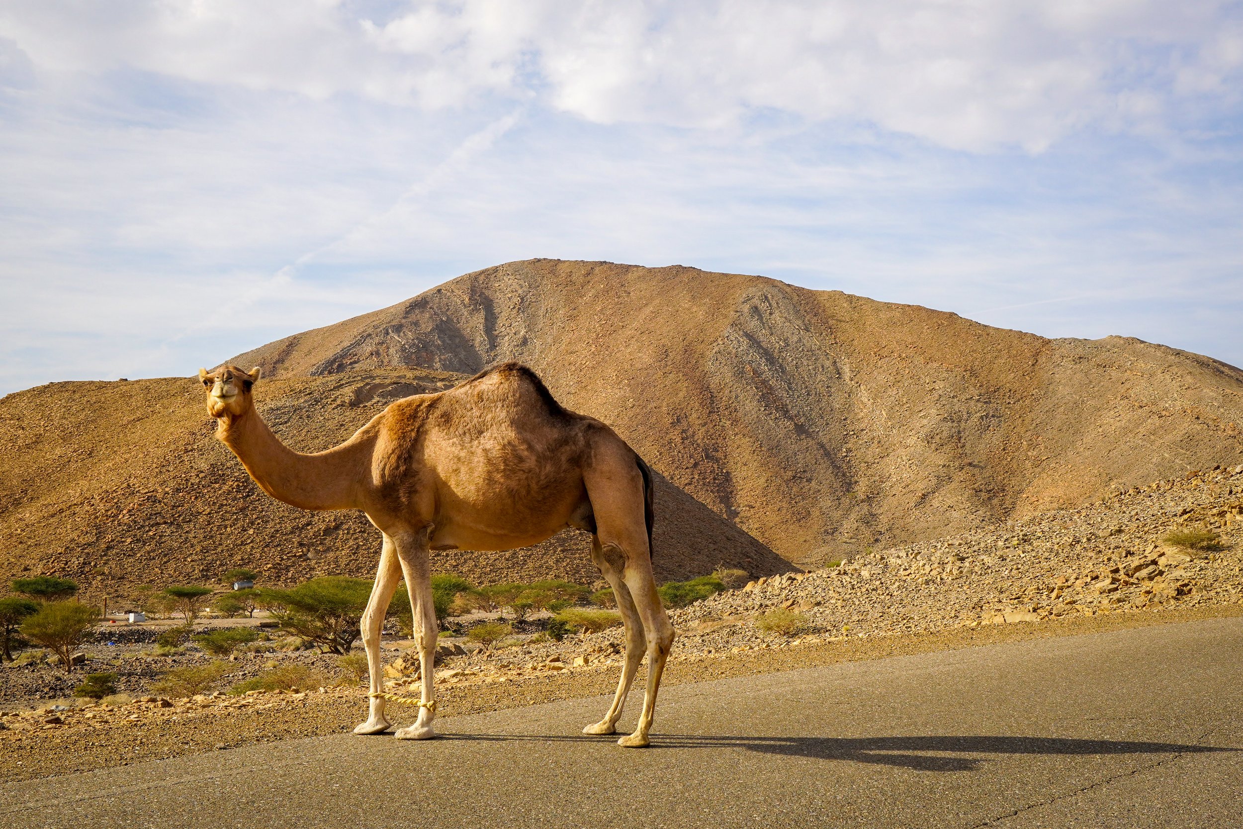 Oman-590.jpg