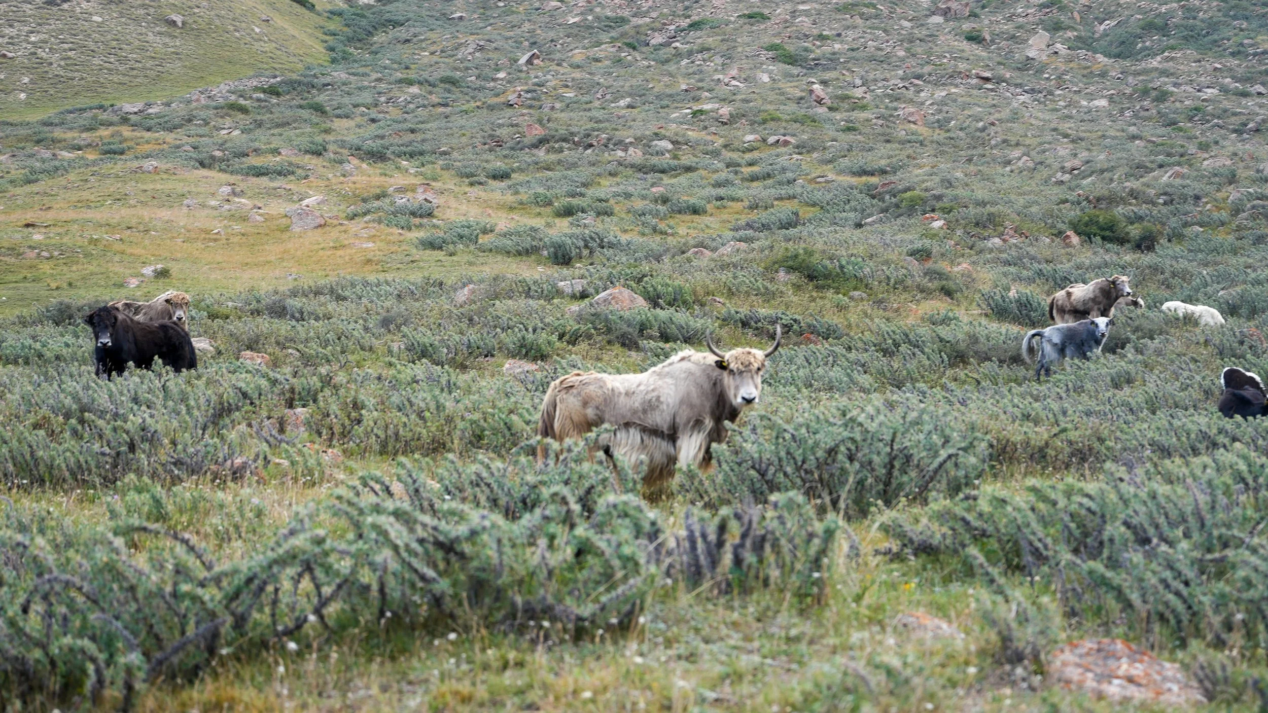 Great Game (2024)-0997.jpg