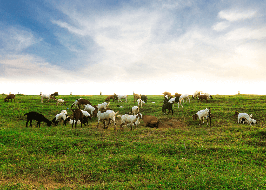 Goat-Pasture-1024x731.png