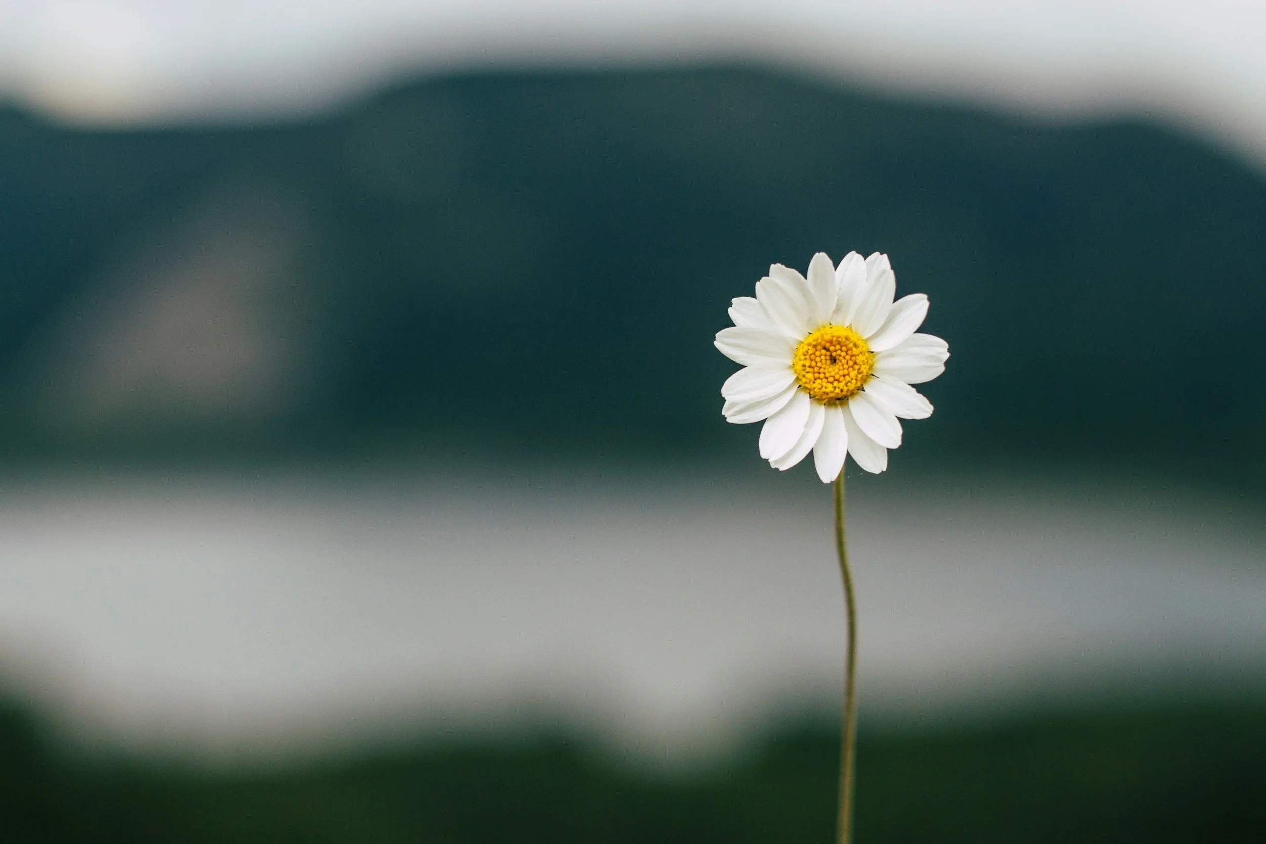Close-up of a daisy, symbolizing gut and bowel health, and wellness