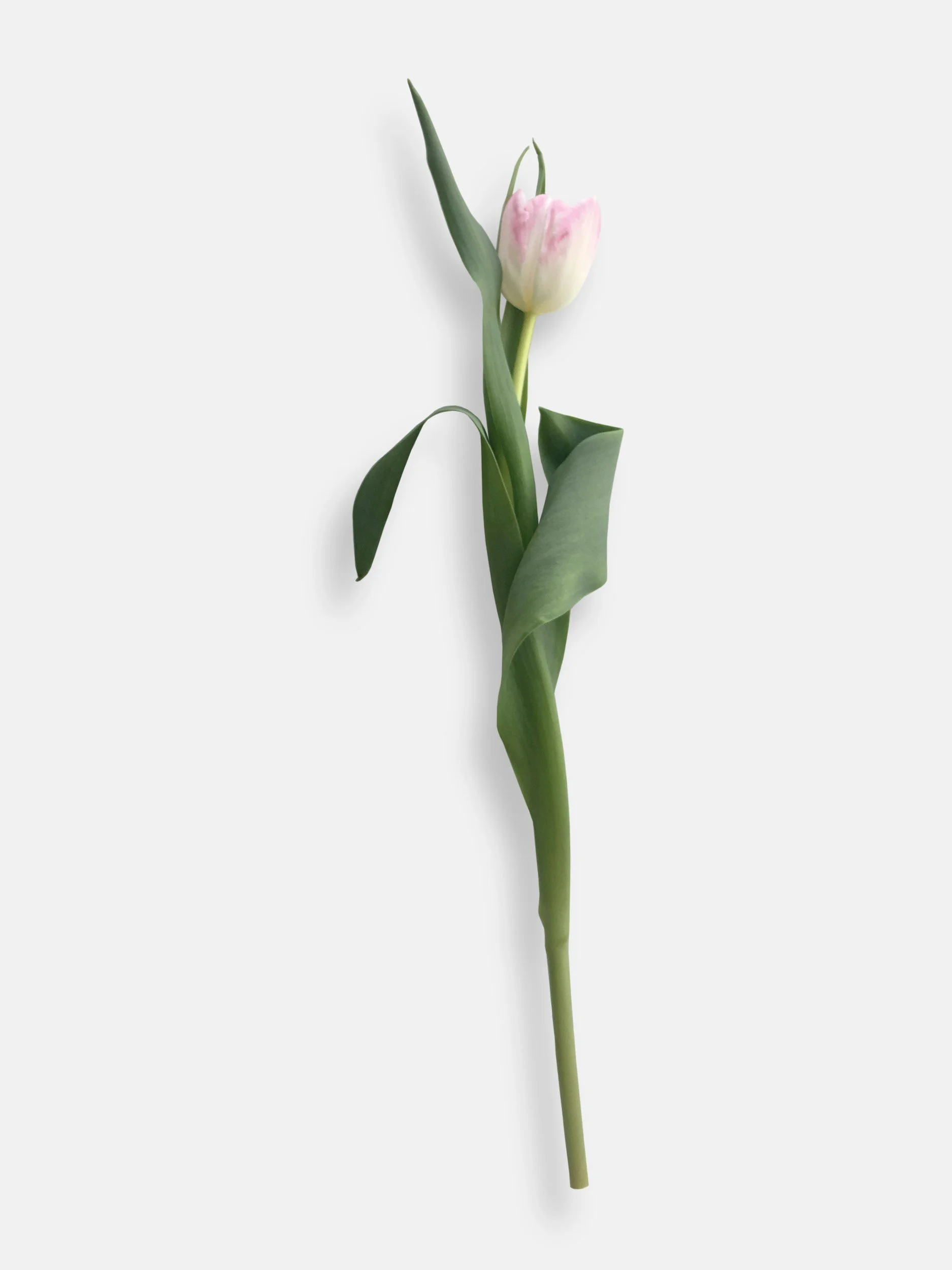 Close-up of a pink tulip, symbolizing pelvic prolapse treatment and recovery