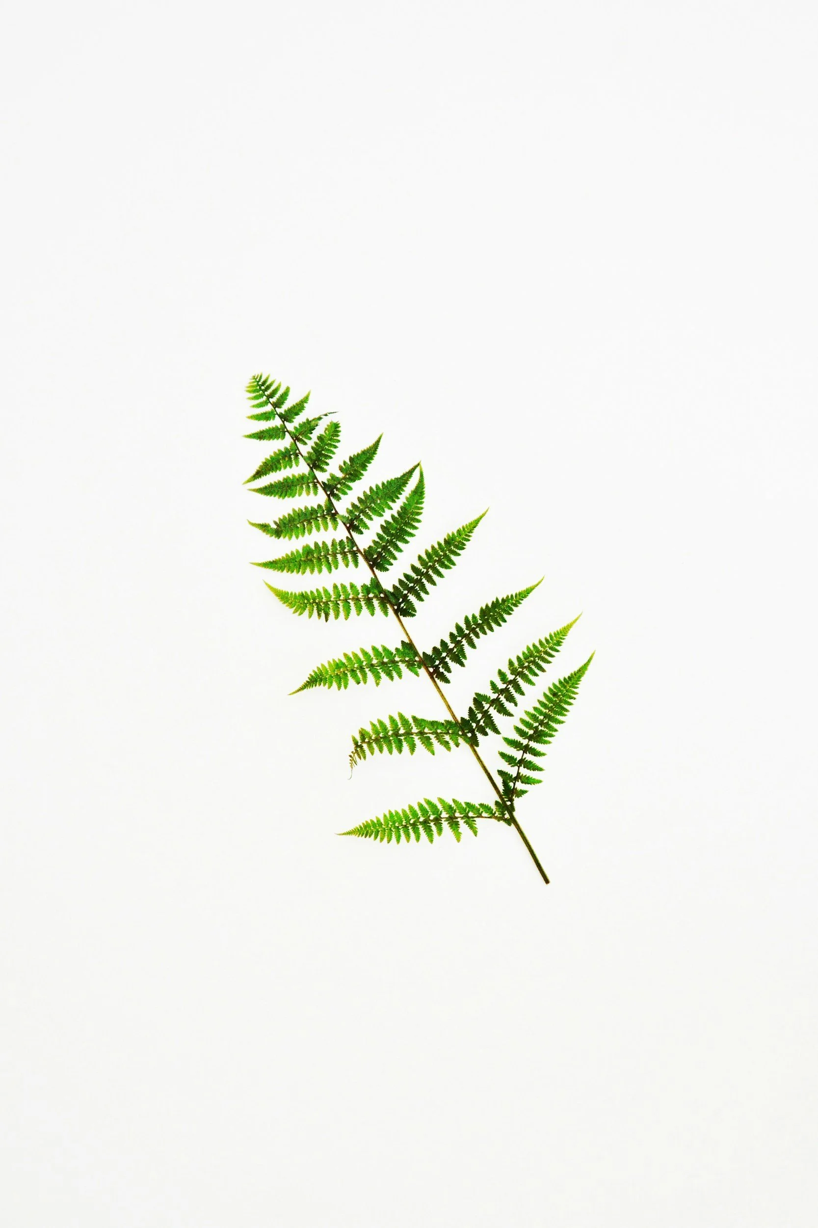 Green fern leaf on white background.