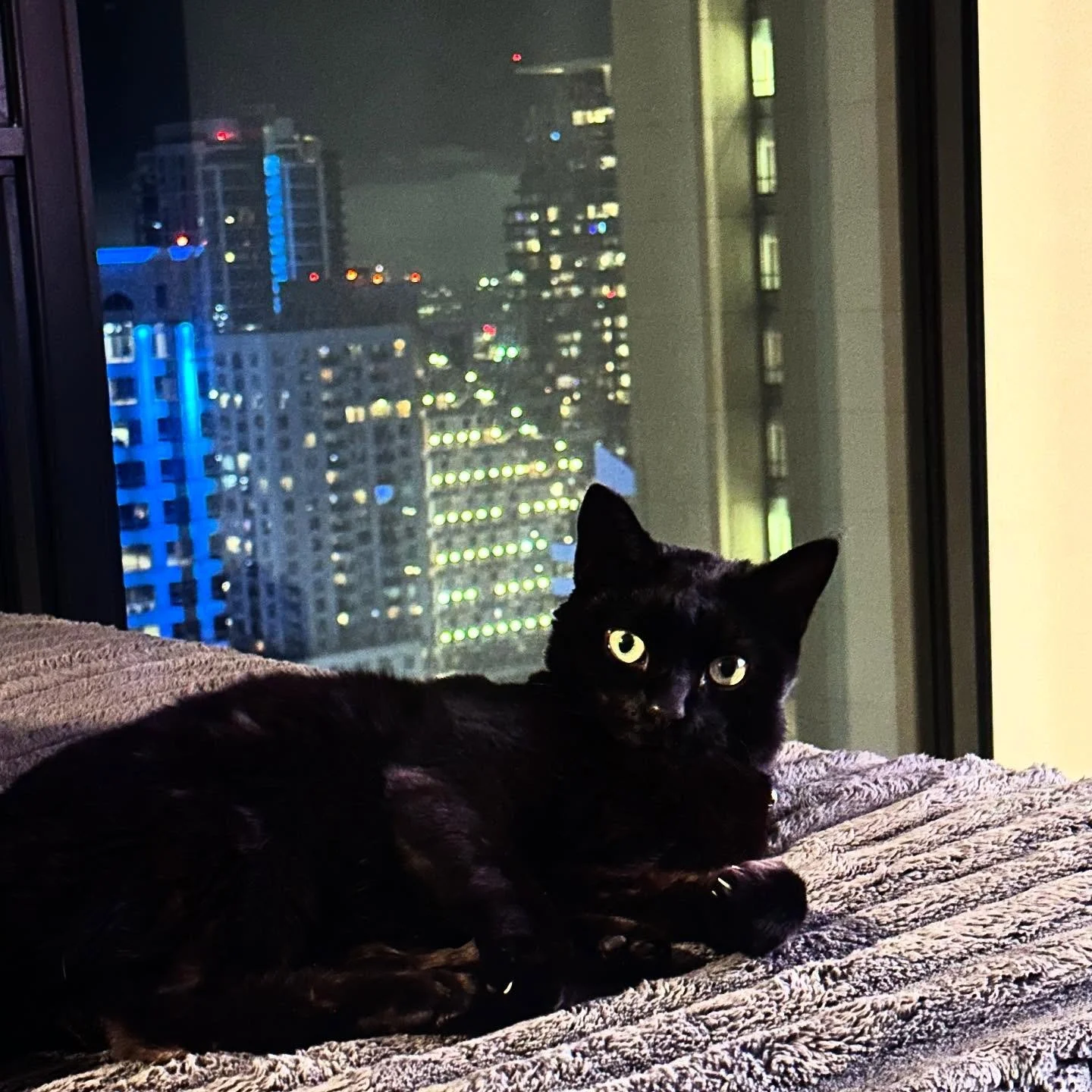 In this era of cosmic plot twists and emotional character development&hellip; of rapid chaos and transformation&hellip; of being pulled down new paths and the high stakes that may follow&hellip;

Channel my derpy little panther.
Hydrated.
Comfy.
Unbo