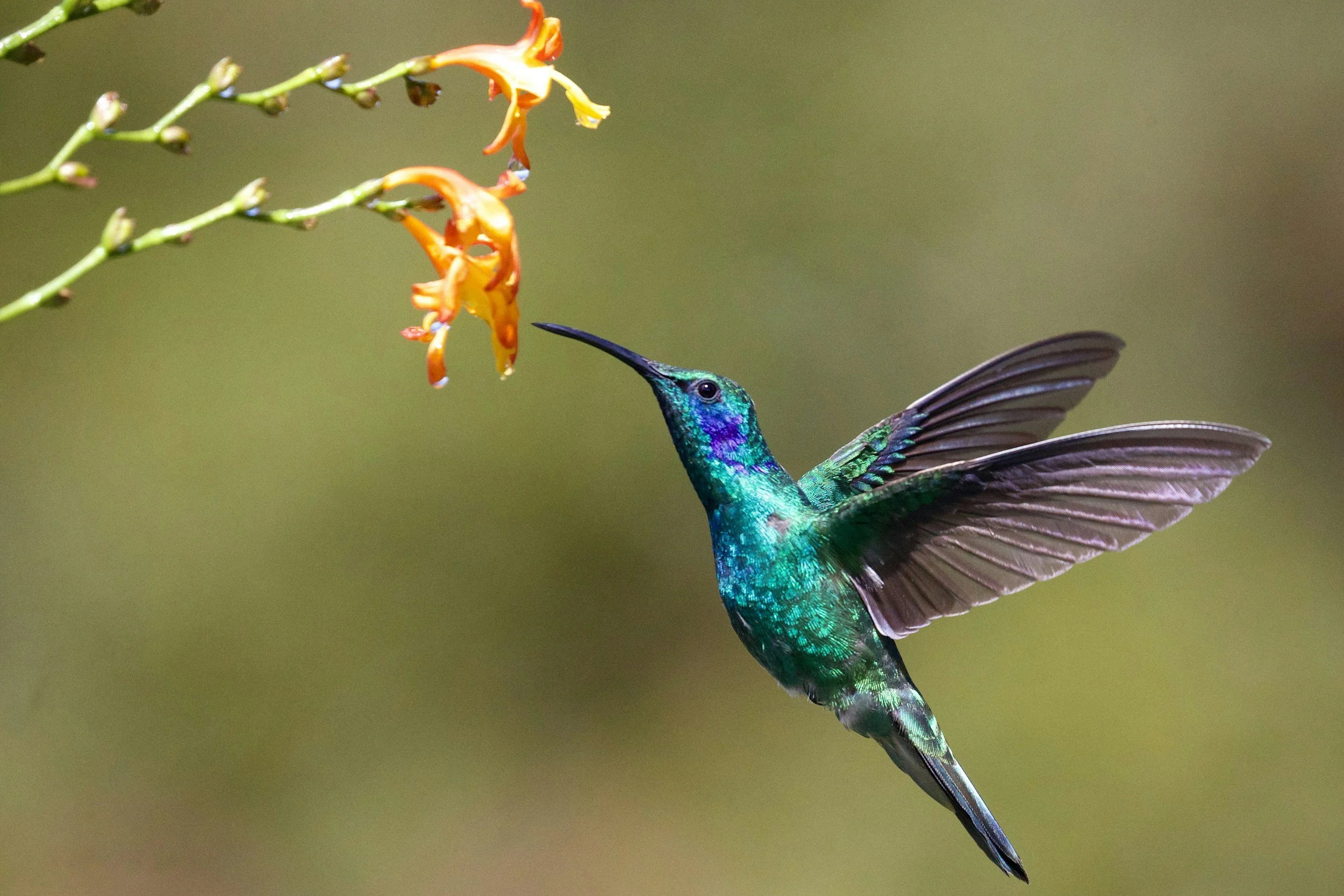 Hummingbirds, Signs, and Staying Open to Love After Loss