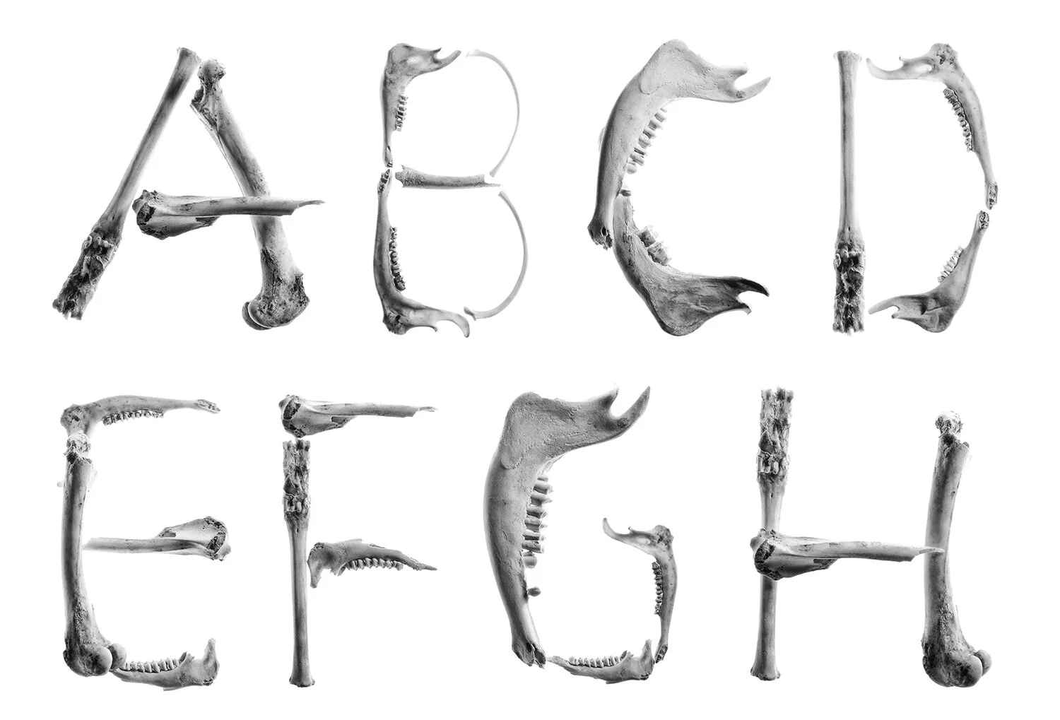 Sara_Phillips_Bones_04.jpg