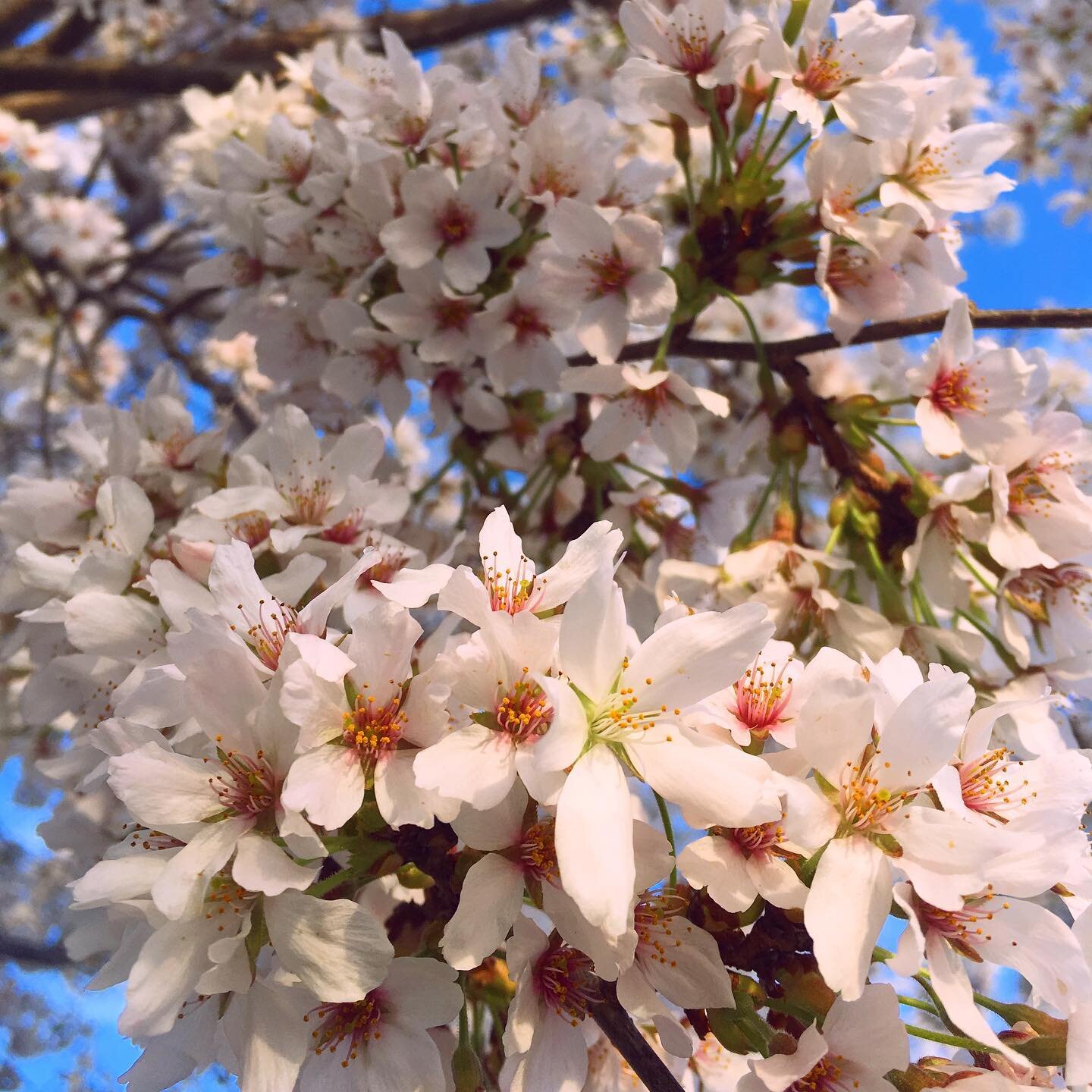 The blossoms in DC are in full bloom and they have something to say! 🌸🌸🌸

If you are going near the tidal basin, make sure to wear a mask as the crowds are large. 

Not wanting to be in a crowd? There are lots of lovely places around the DMV area 