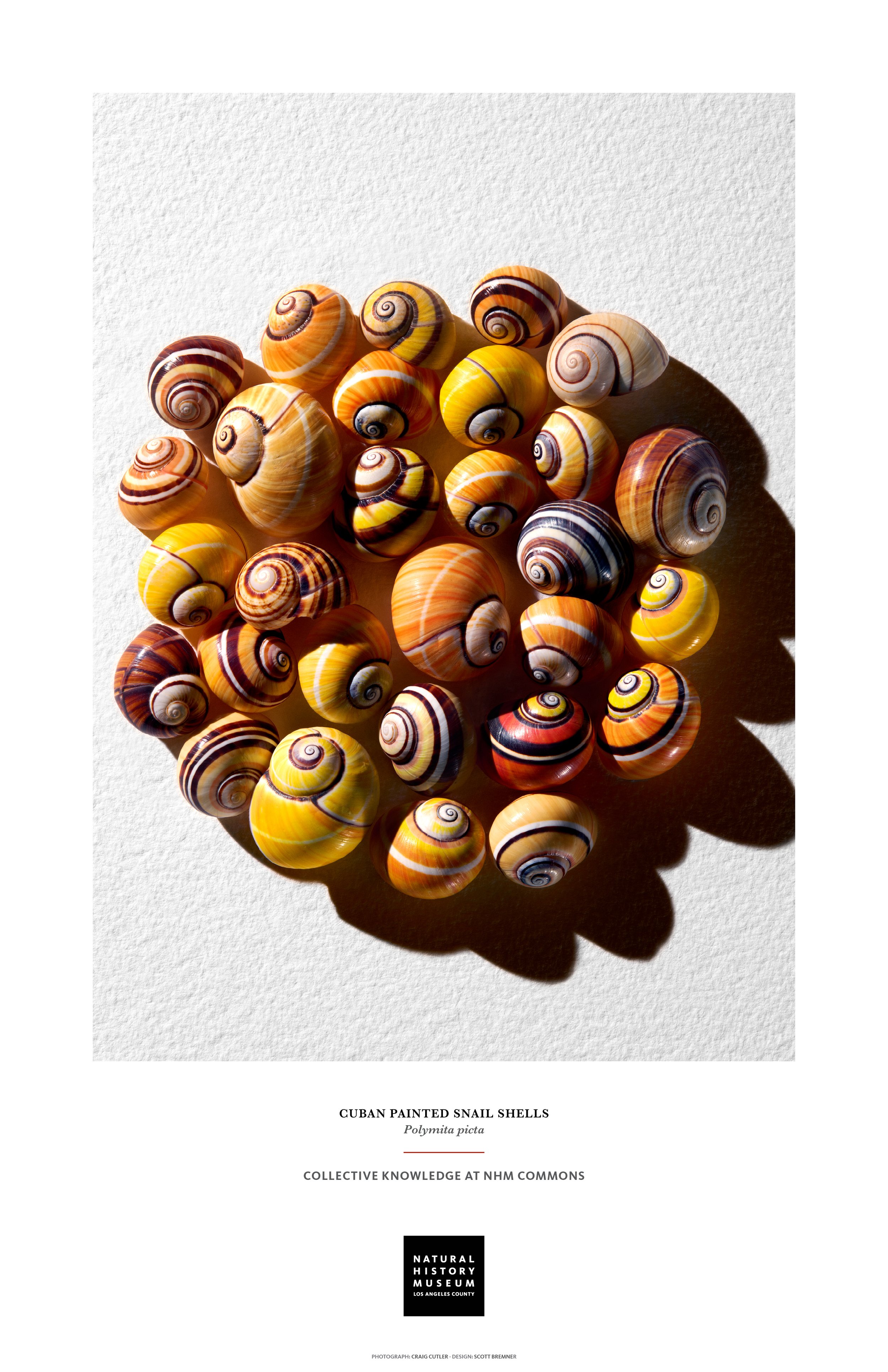 NHM_Poster_11X172.jpg