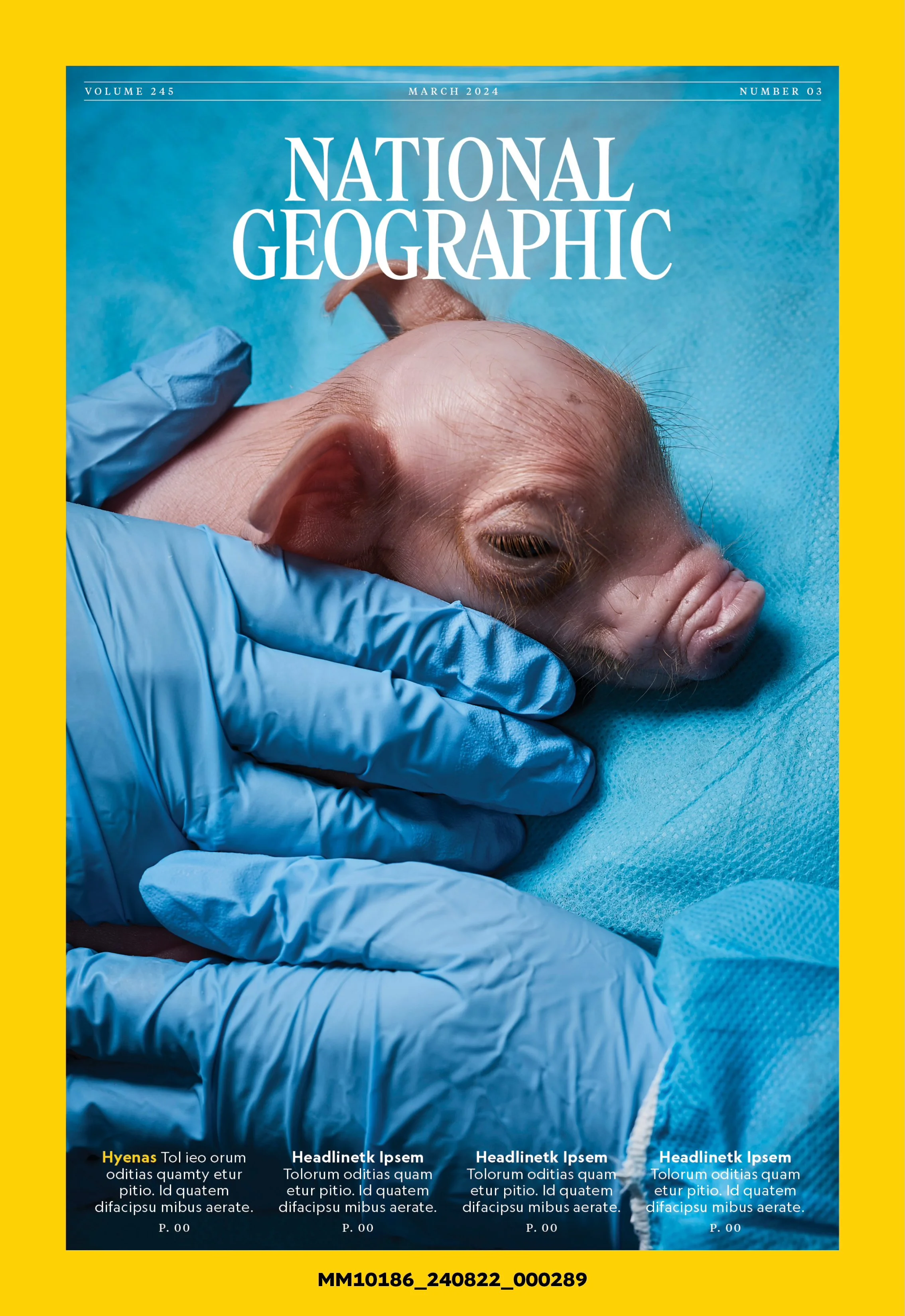 NatGeo_Pigs15.jpg
