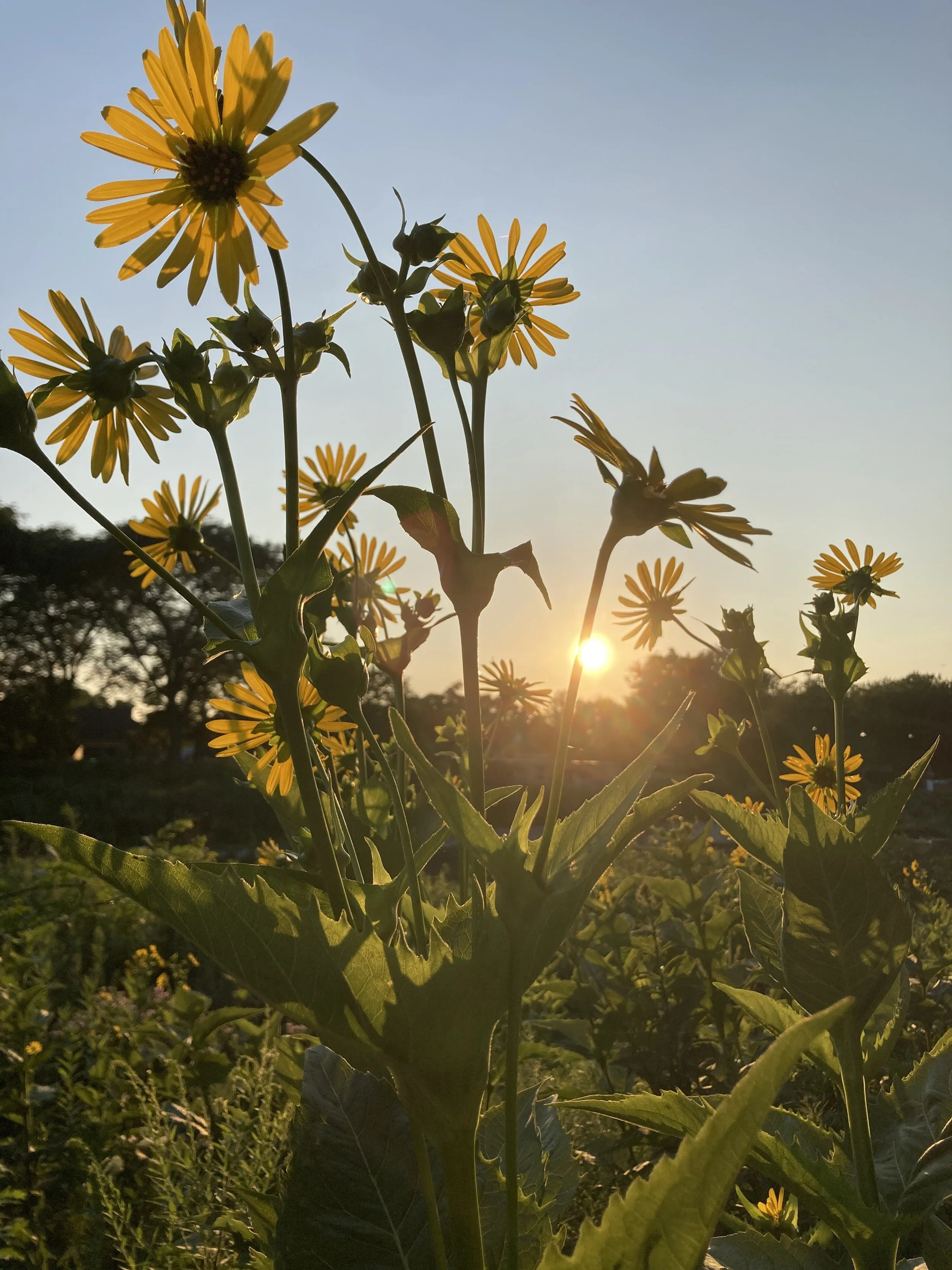 River Park Listening, July 20, 2025