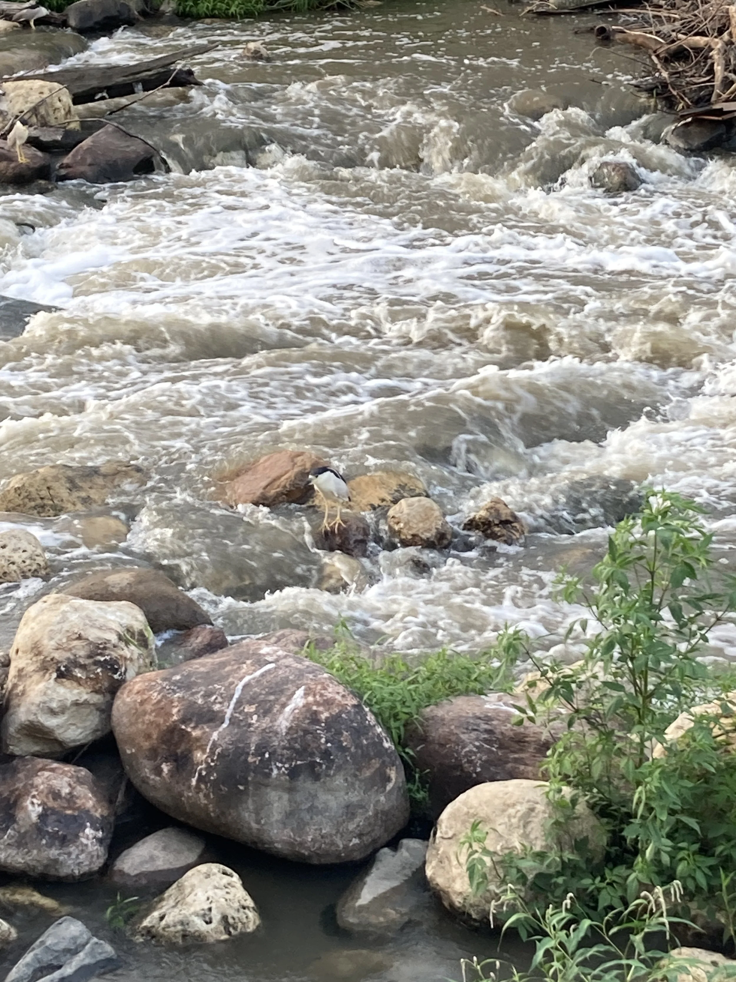 River Park Listening, July 20, 2025