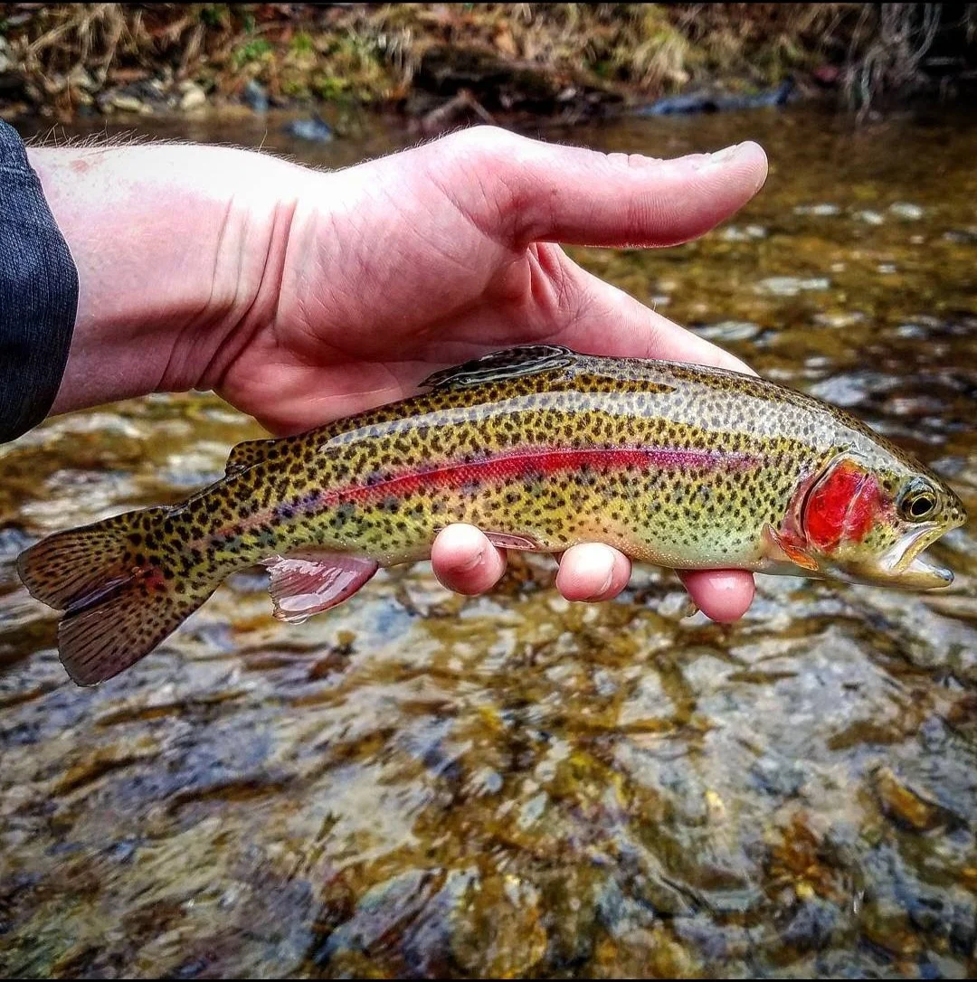 Chattooga River Fly Fishing The Ultimate Guide(03)