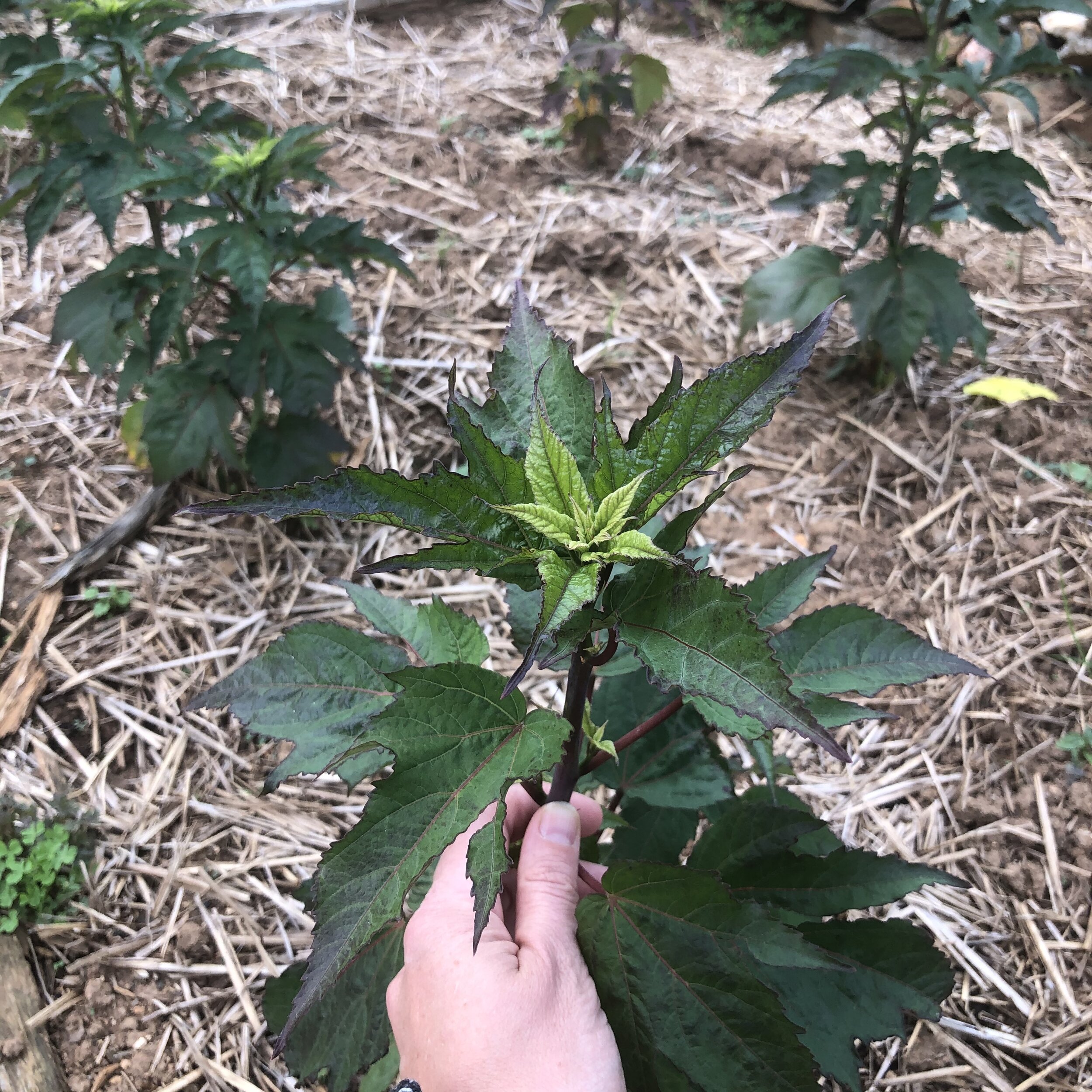 young hardy hibiscus
