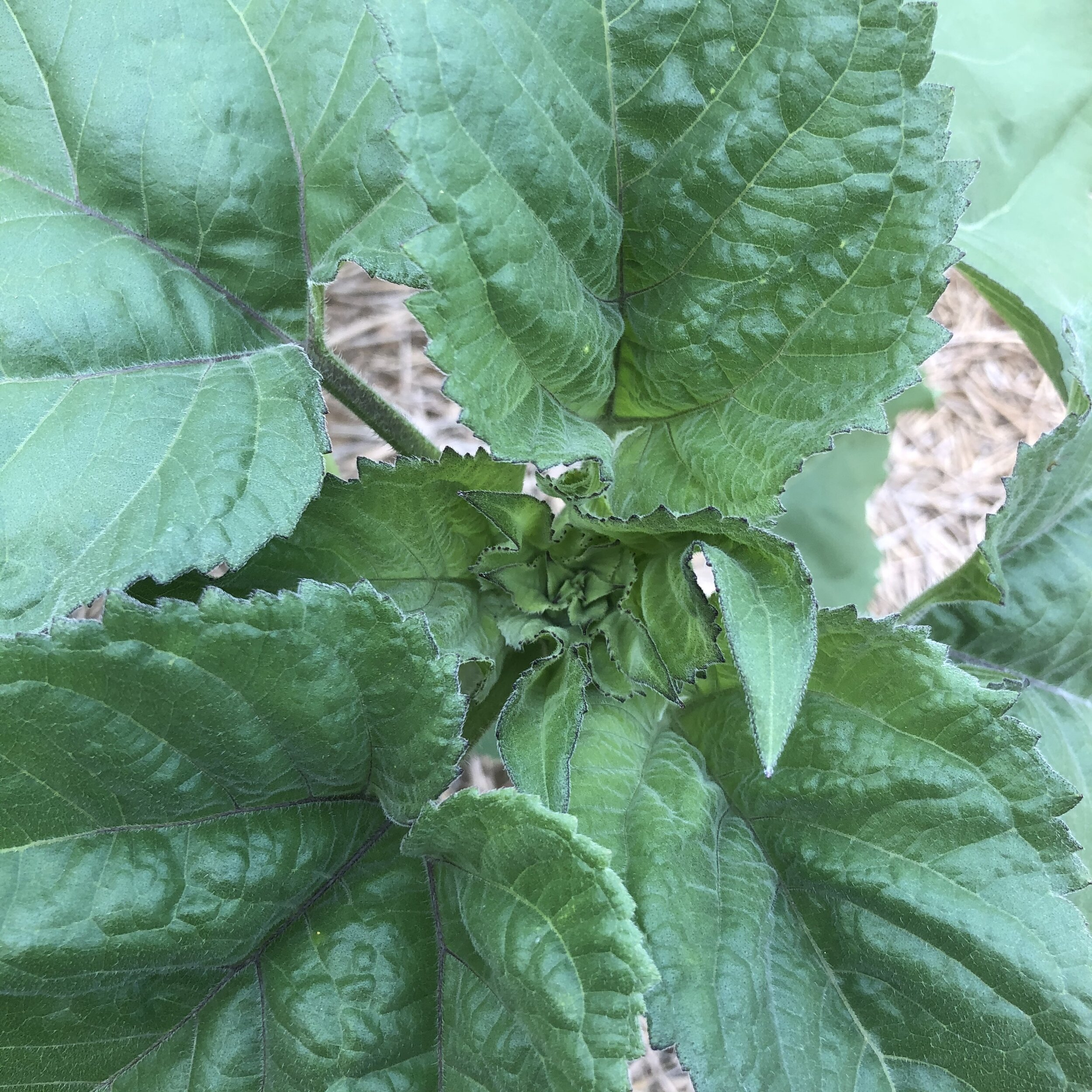 young sunflowers