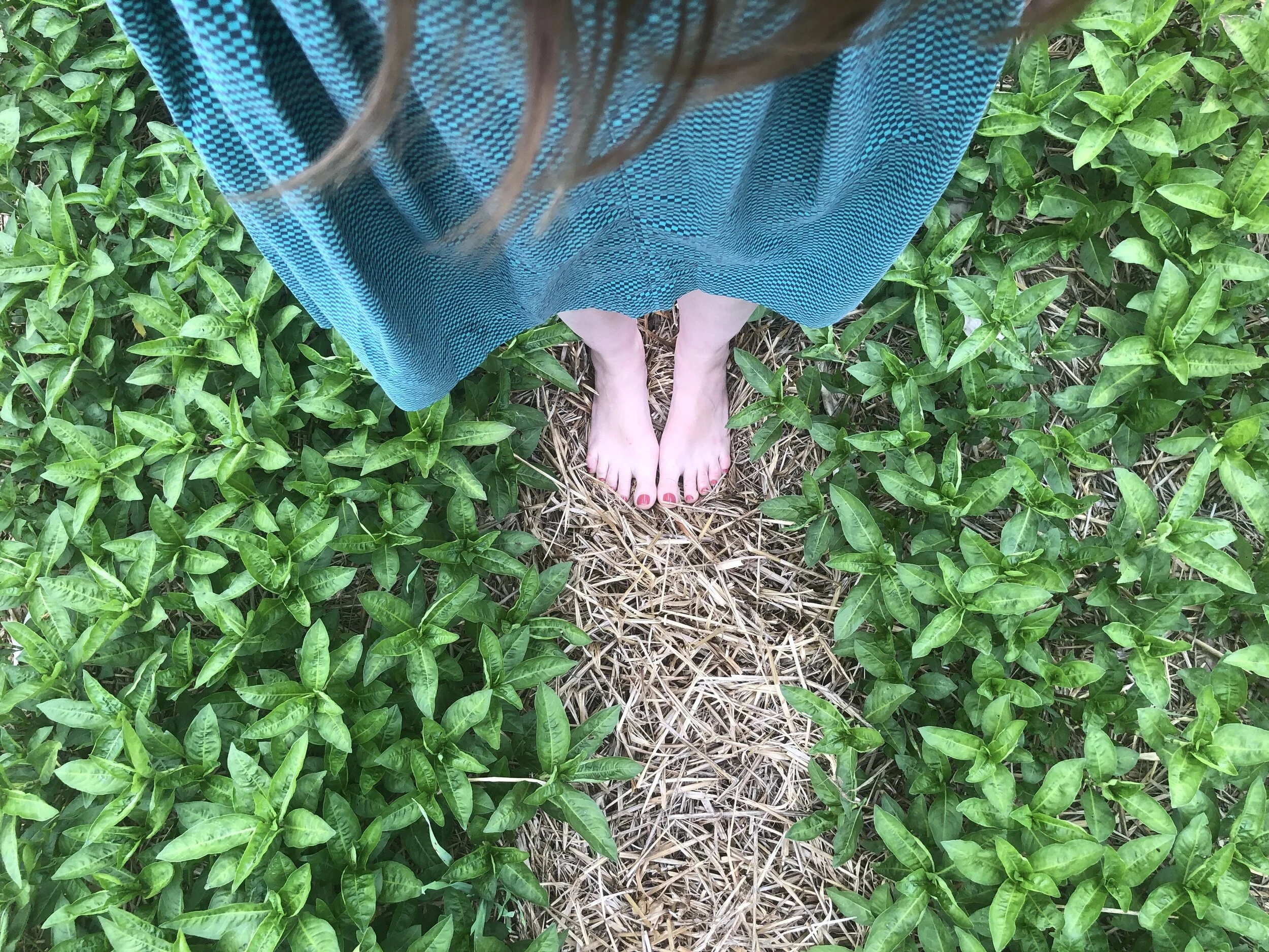 The Indigo (Persicaria Tinctoria) on June 4th, 2021